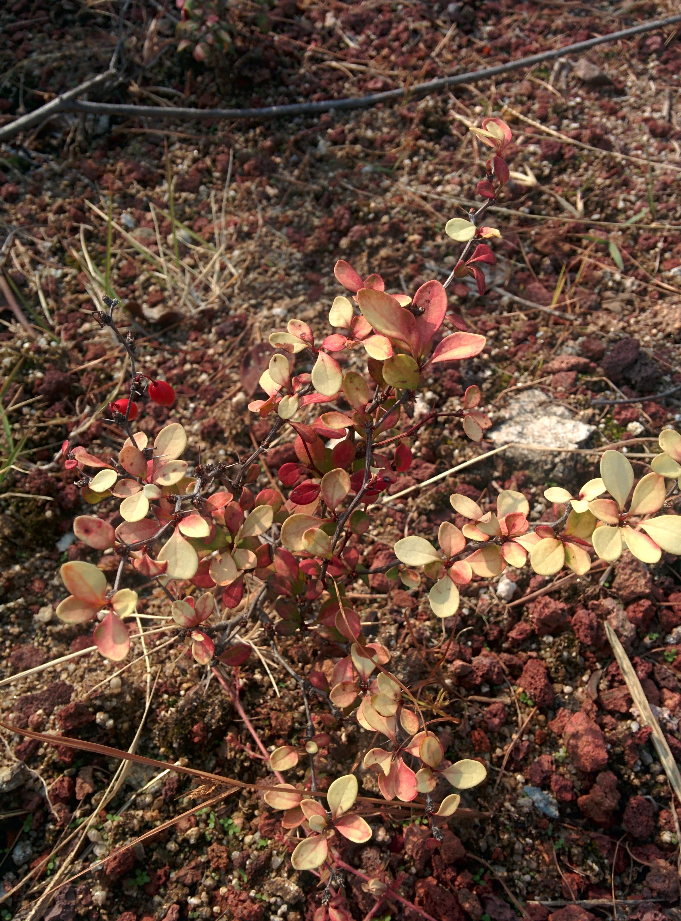 IMG_20151016_122650.jpg 가시가 달린 키작은 관목의 붉은색 열매, 흰색으로 물든 잎 -- 일본매자나무
