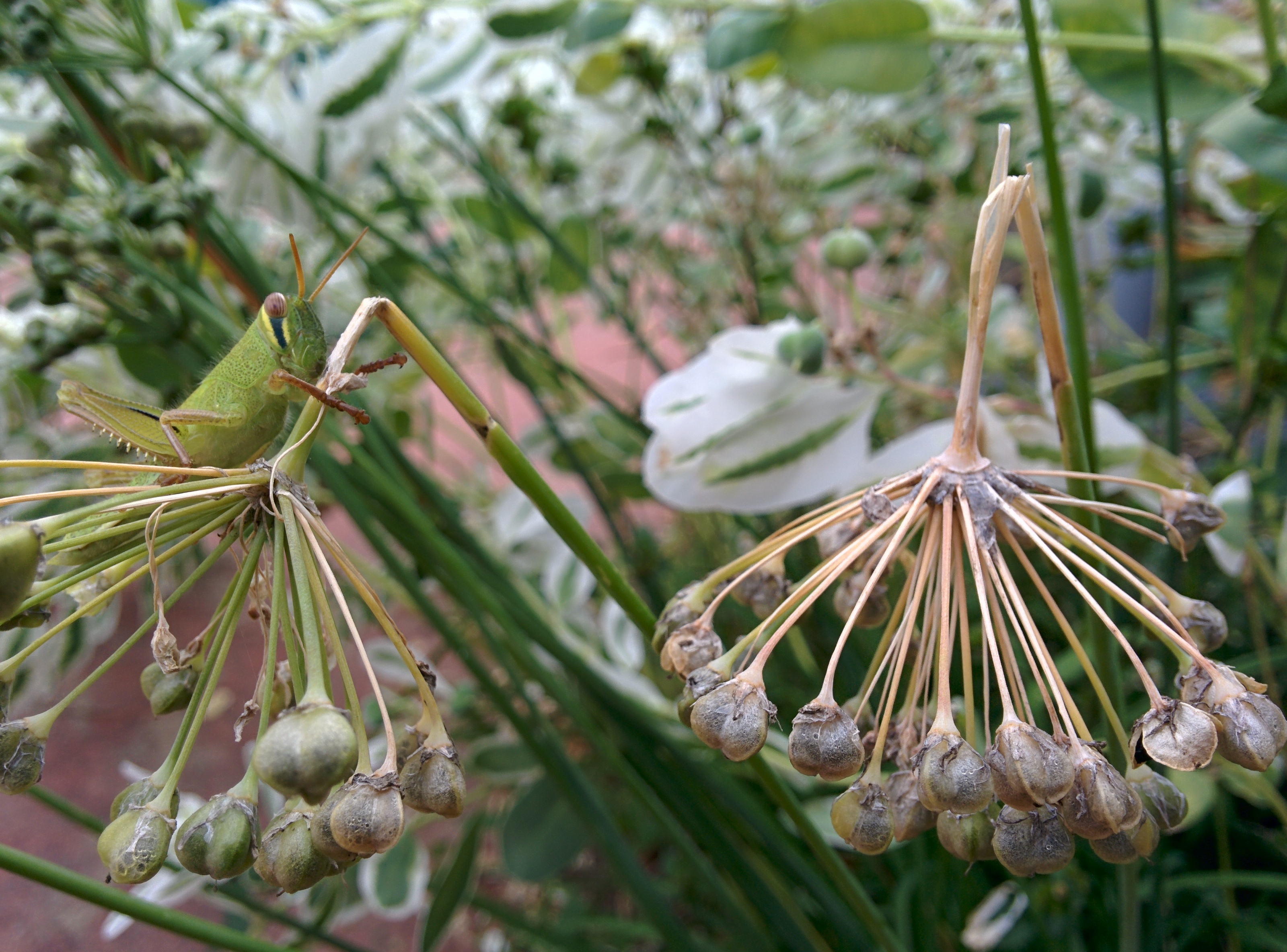 IMG_20150926_162344.jpg 하얀꽃 아래 설악초 열매에서 쉬는 어린 메뚜기 - 각시메뚜기 약충