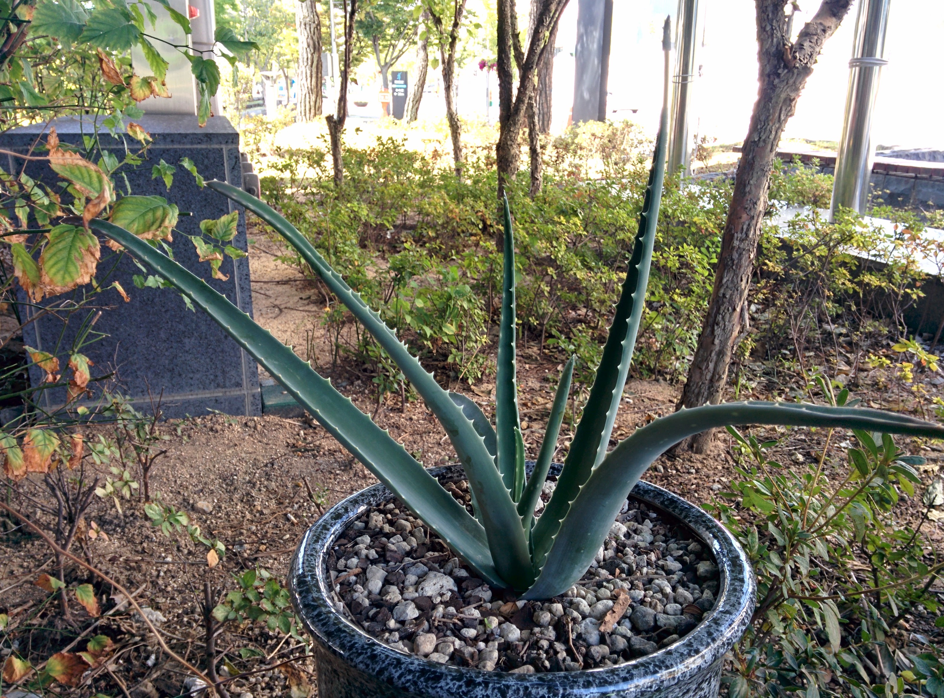 IMG_20151005_132109.jpg 화분에서 자라는 알로에. 아마도 알로에베라(Aloe vera)