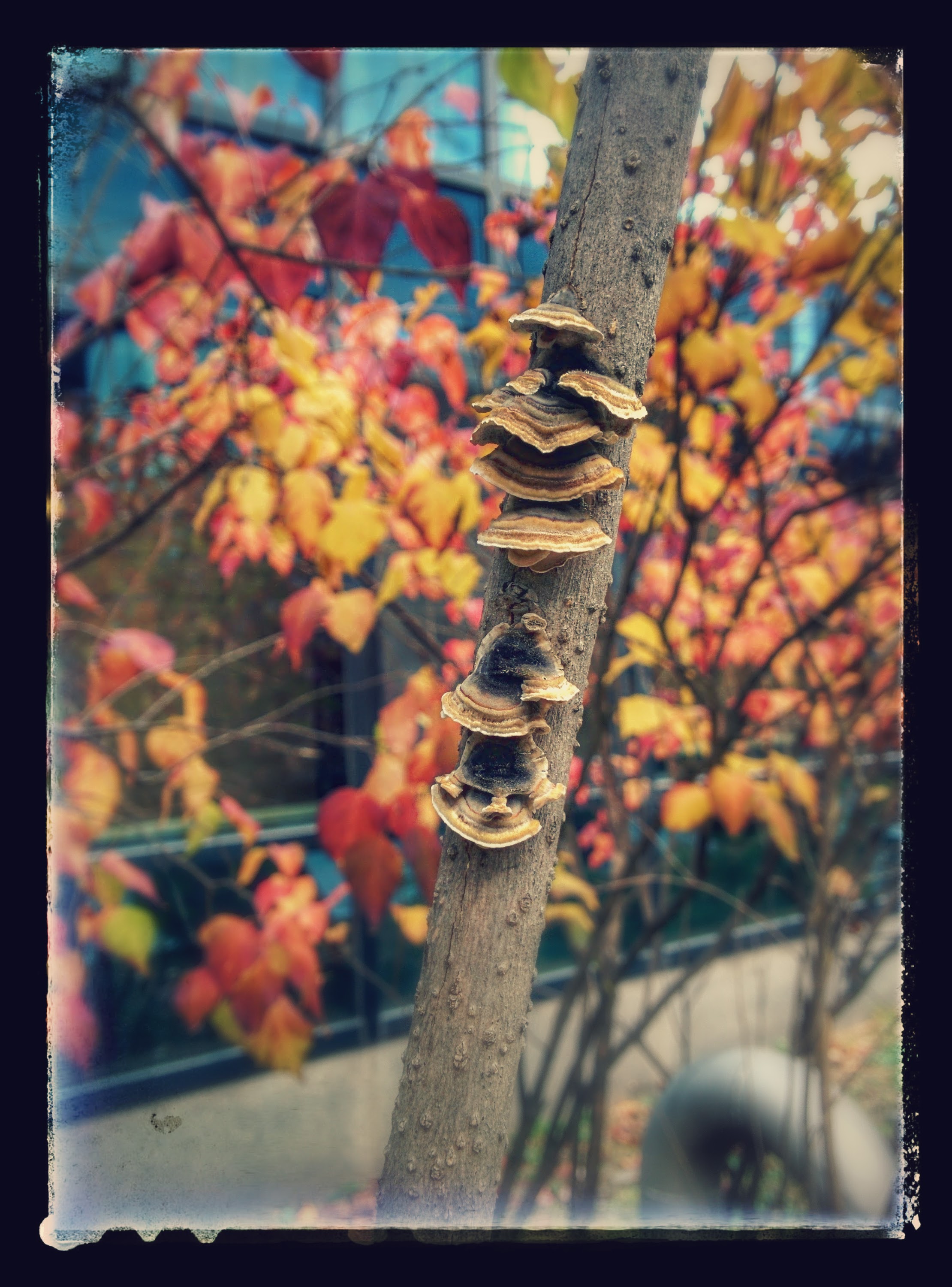 IMG_20151111_090013-EFFECTS.jpg 라일락 나뭇가지에 붙어 자라는 버섯... 조개껍질버섯?