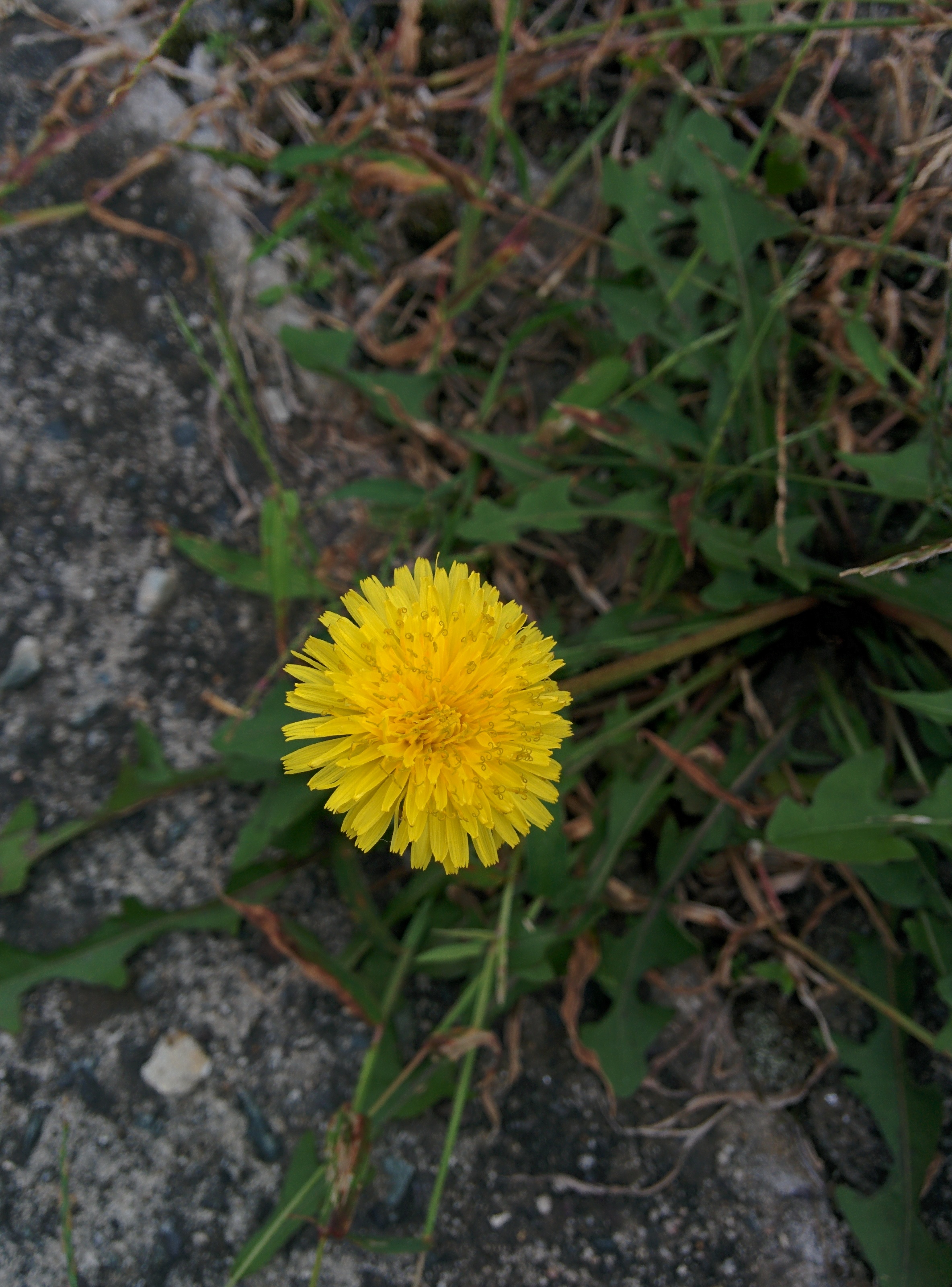 IMG_20150926_163533.jpg 노란색 꽃을 예쁘게 피운 서양민들레