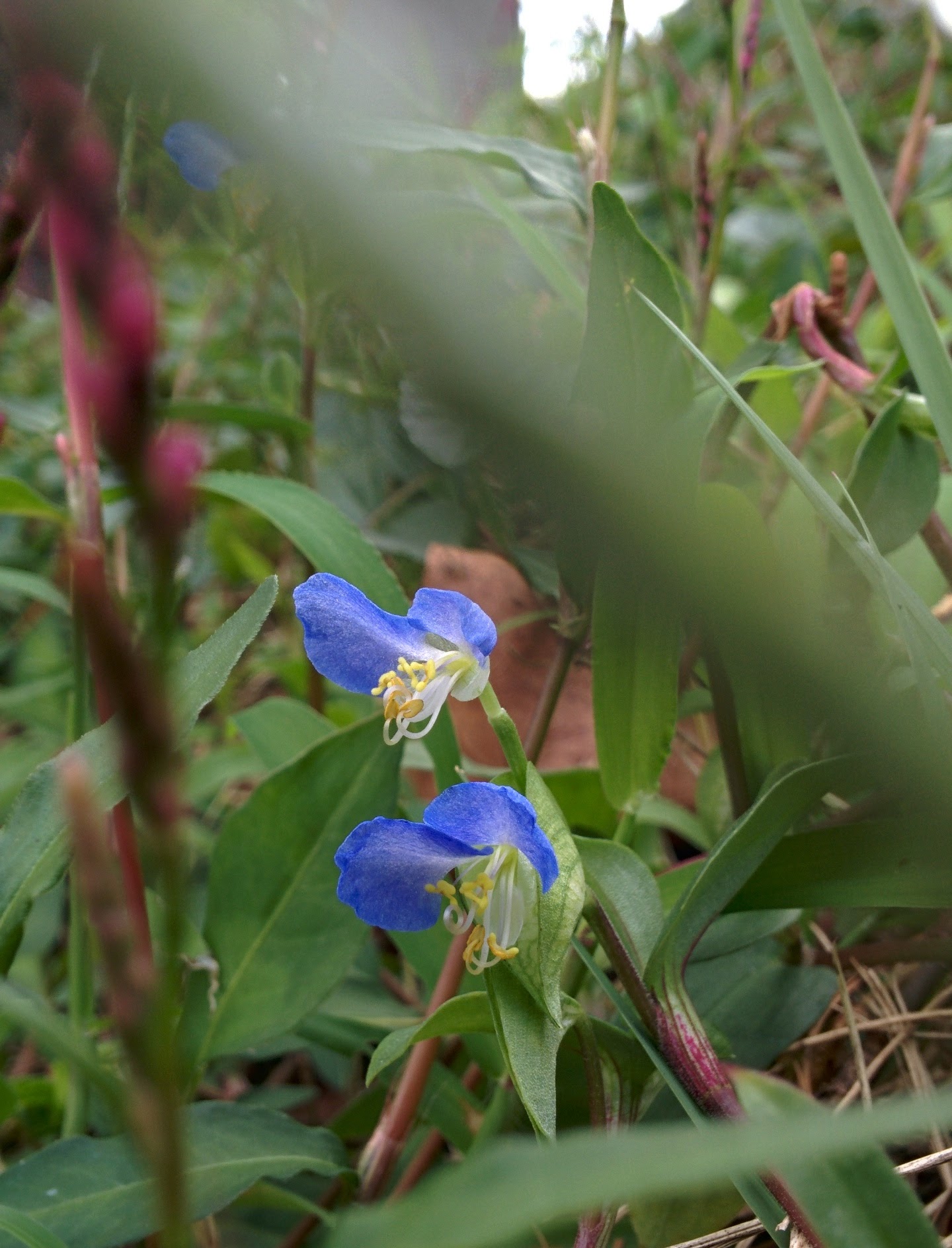 IMG_20150916_143448.jpg 파란색이 인상적인 닭의장풀(달개비) 꽃