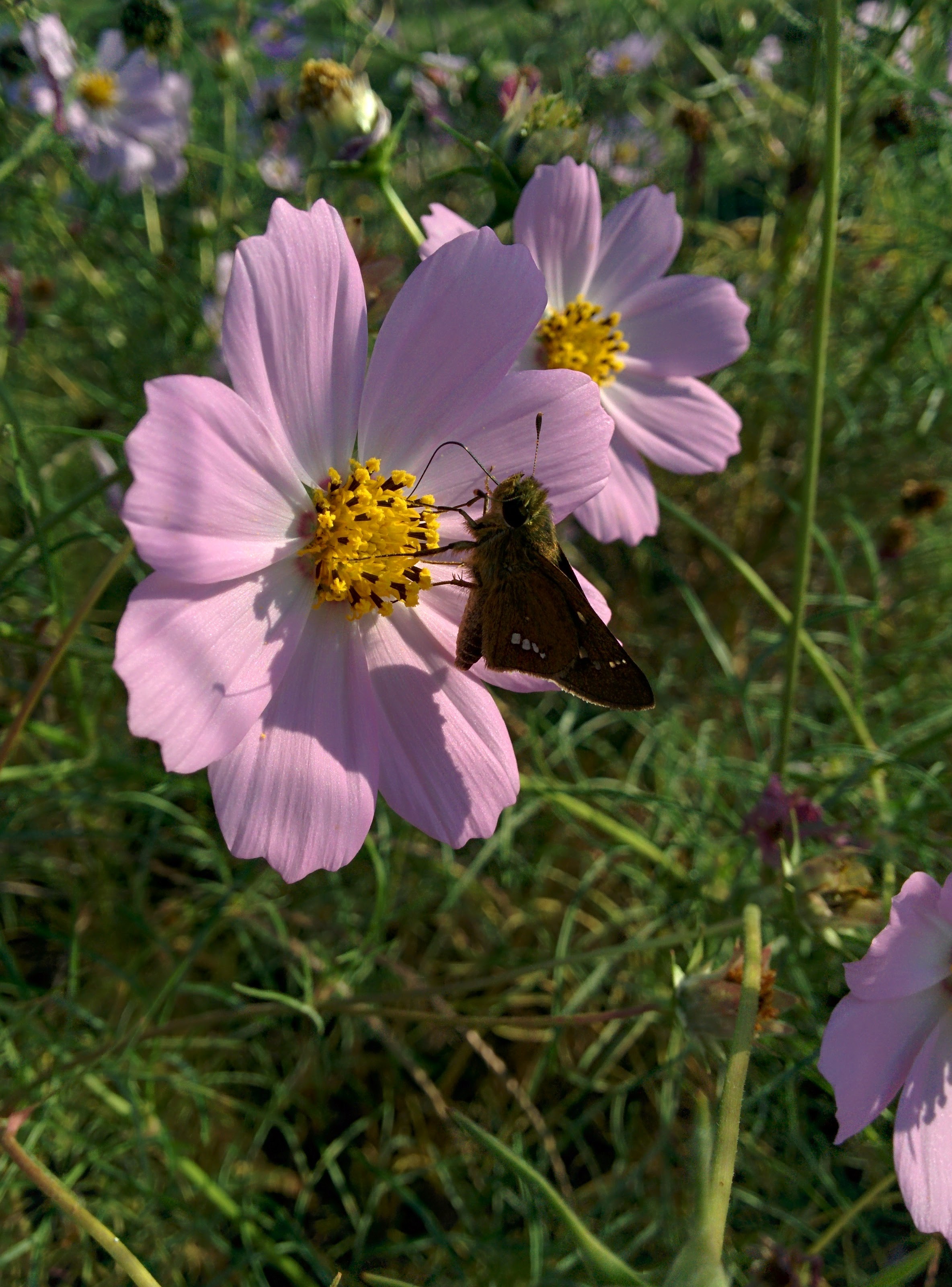 IMG_20150929_083538.jpg 분홍색 코스모스 꽃을 찾은 줄점팔랑나비