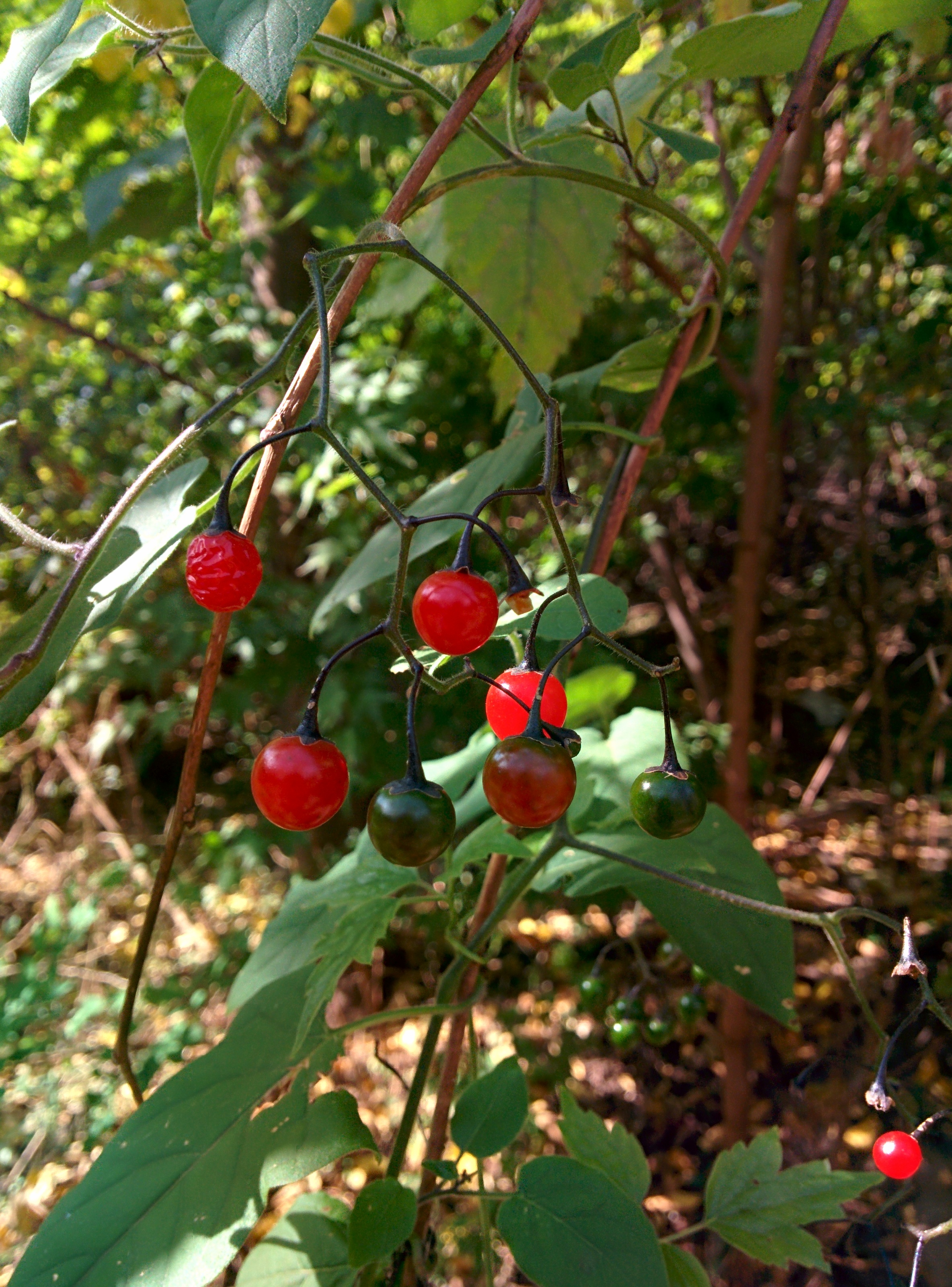IMG_20151026_125033.jpg 방울토마토 닮은 작은 빨간색 열매가 달린 덩굴식물 -- 배풍등
