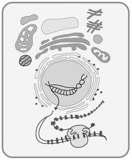 세포_1.jpg 세포 그림
