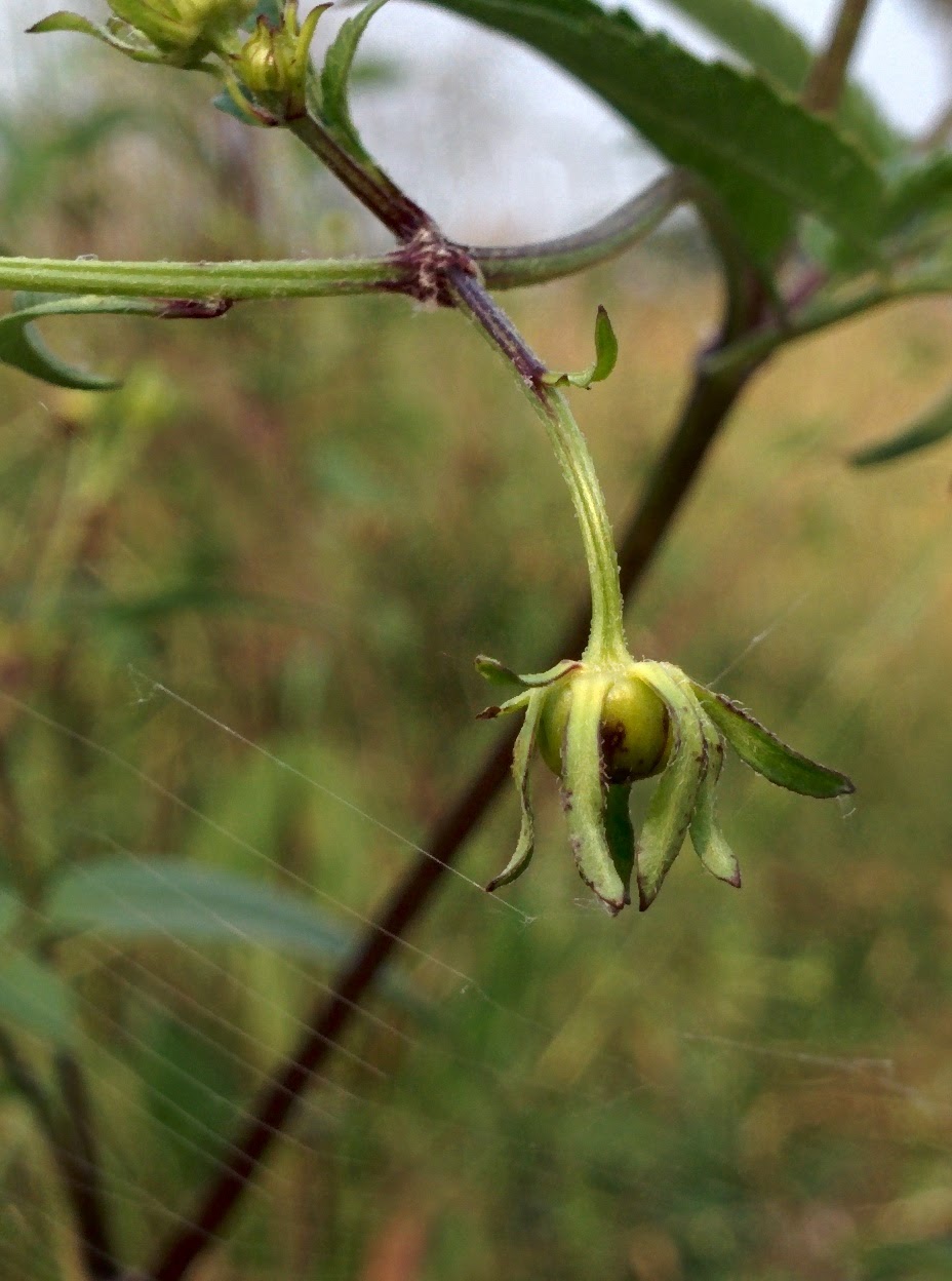 IMG_20150920_153602.jpg 이름모를 들풀(도깨비바늘?)의 꽃몽오리 -- 미국가막사리