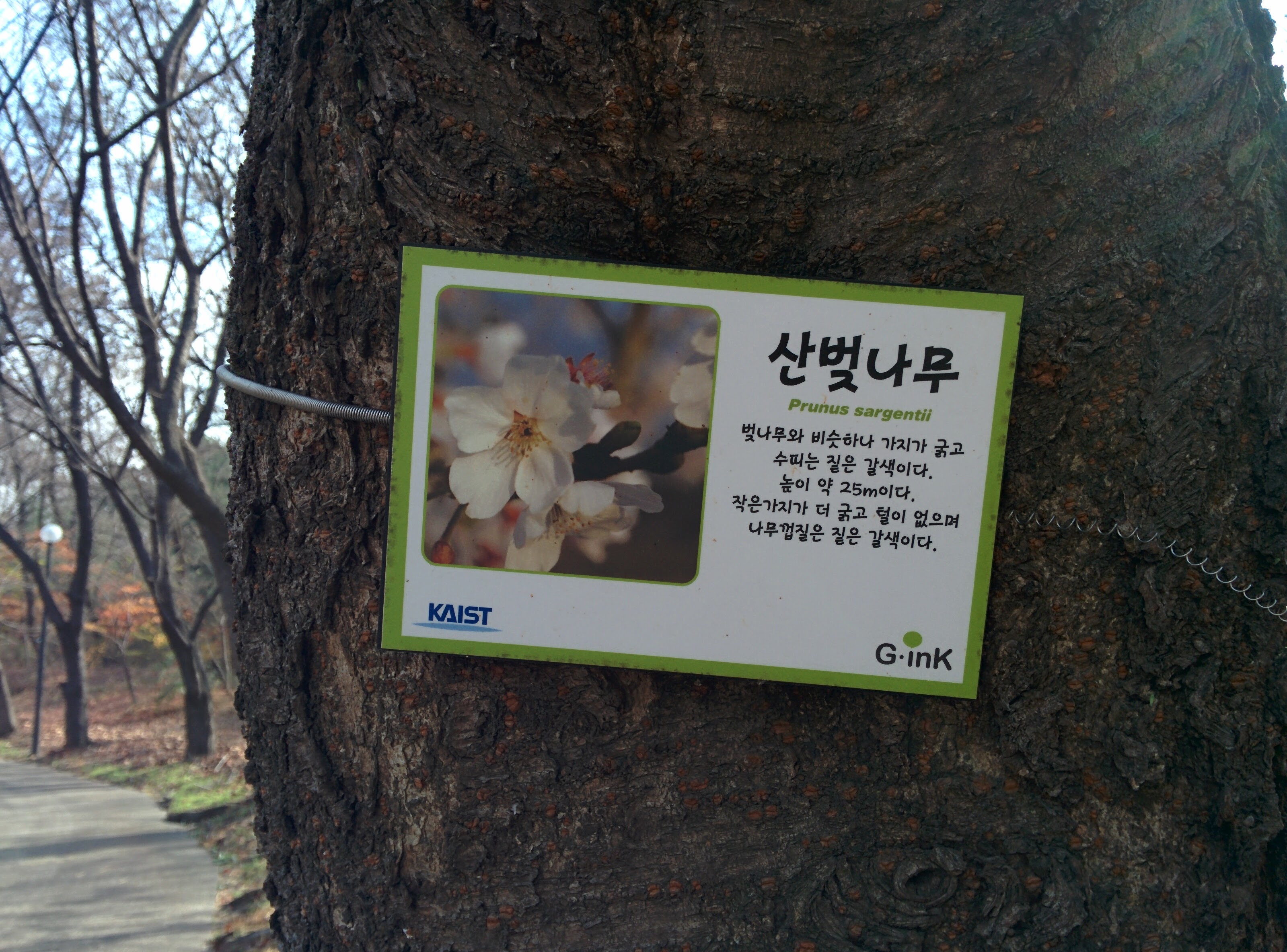 IMG_20151209_123902.jpg 겨울의 산벚나무 줄기