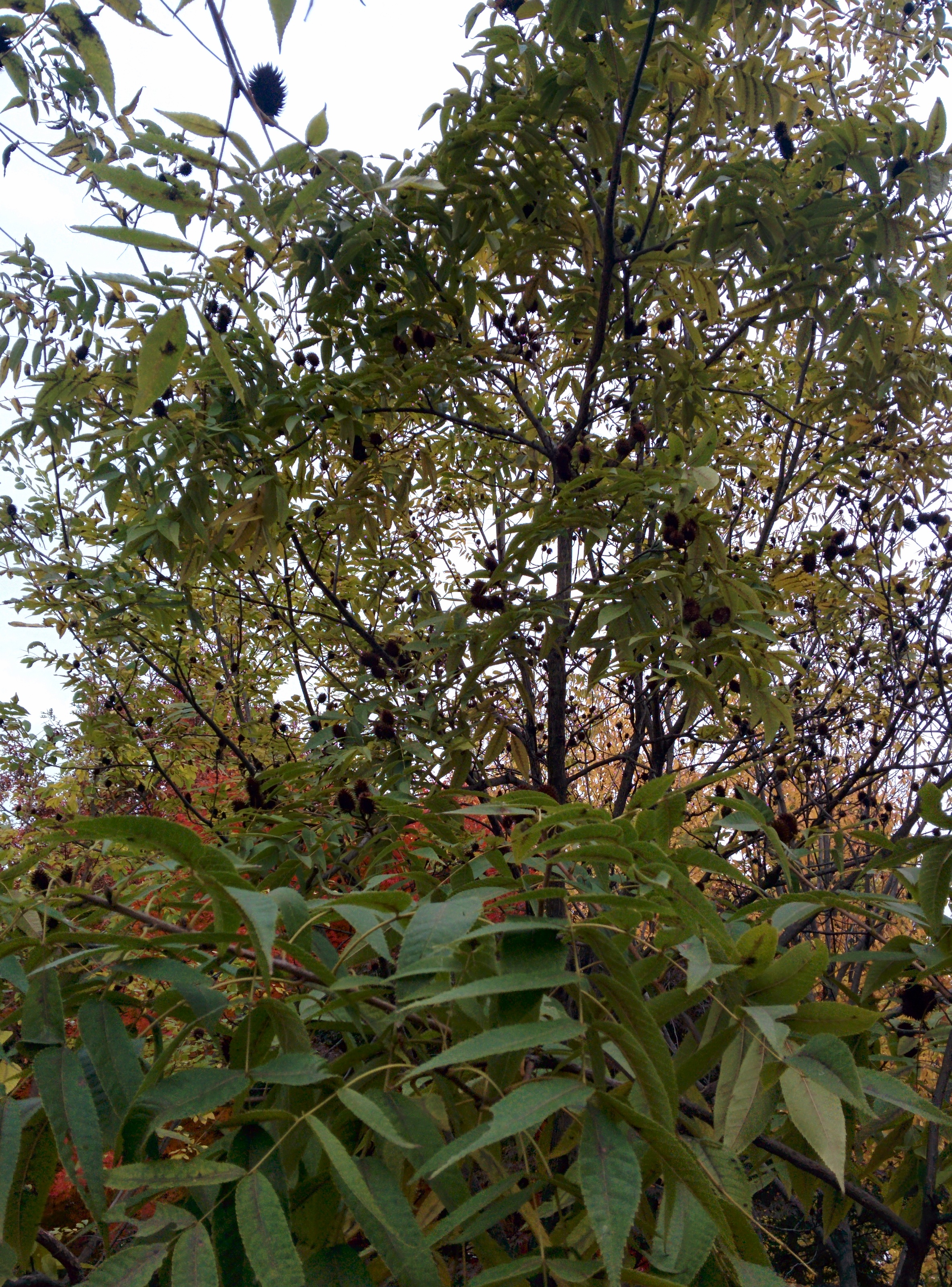 IMG_20151106_145212.jpg 타원형 열매가 짙은 갈색으로 익은 굴피나무