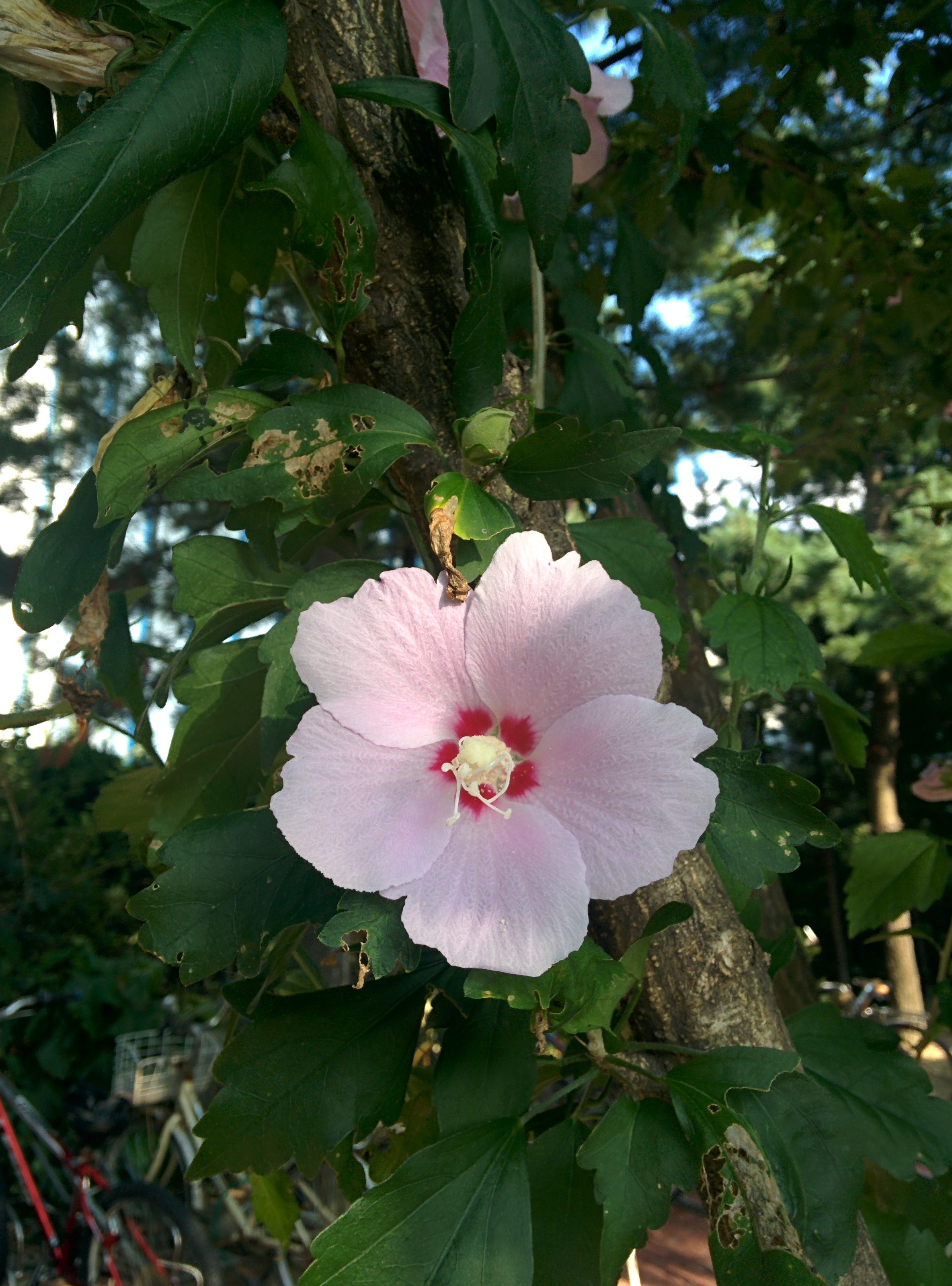 IMG_20150903_162902.jpg 바람에 날리는 옅은 분홍색 무궁화 꽃