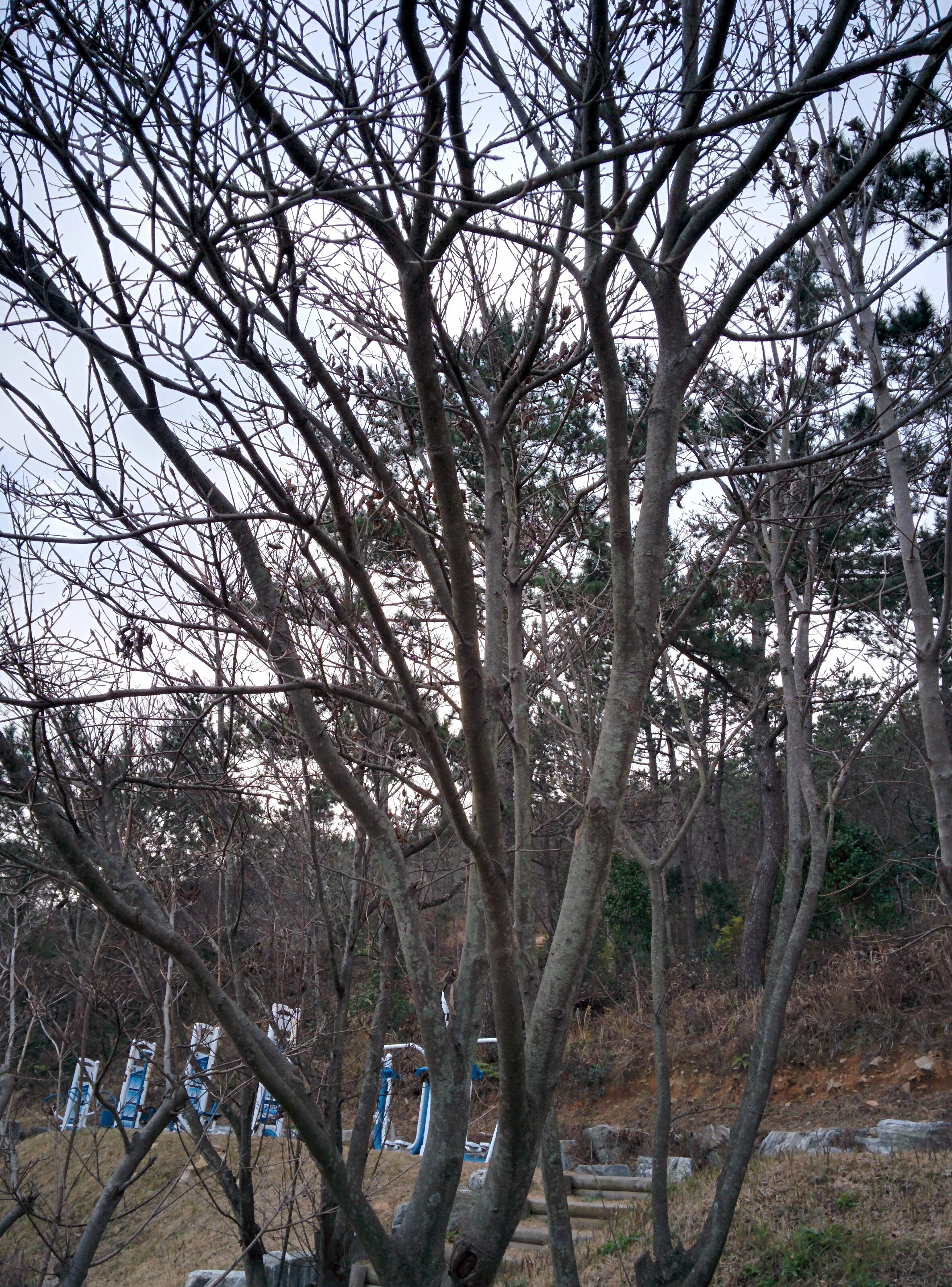 IMG_20151229_162153.jpg 산책로 입구의 겨울 산딸나무