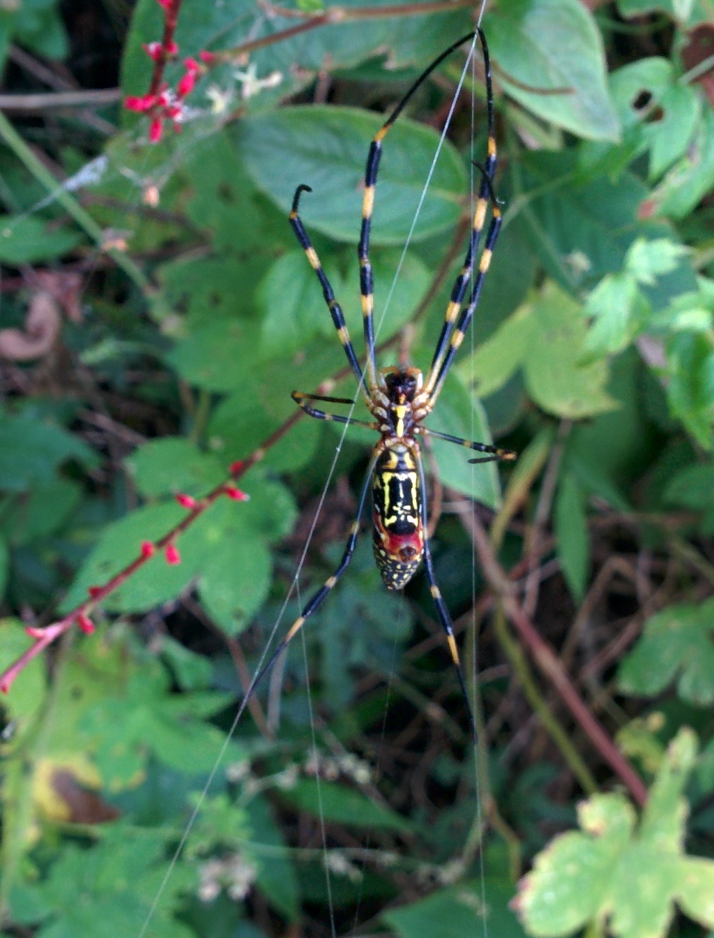 IMG_20150911_112915.jpg 제법 덩치가 큰 무당거미 암컷, 거미줄로 도망