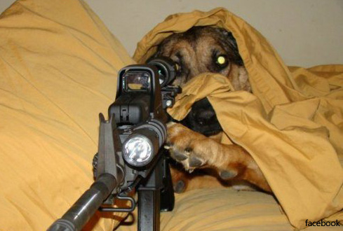 sniperdog17.jpg 저격수 견공