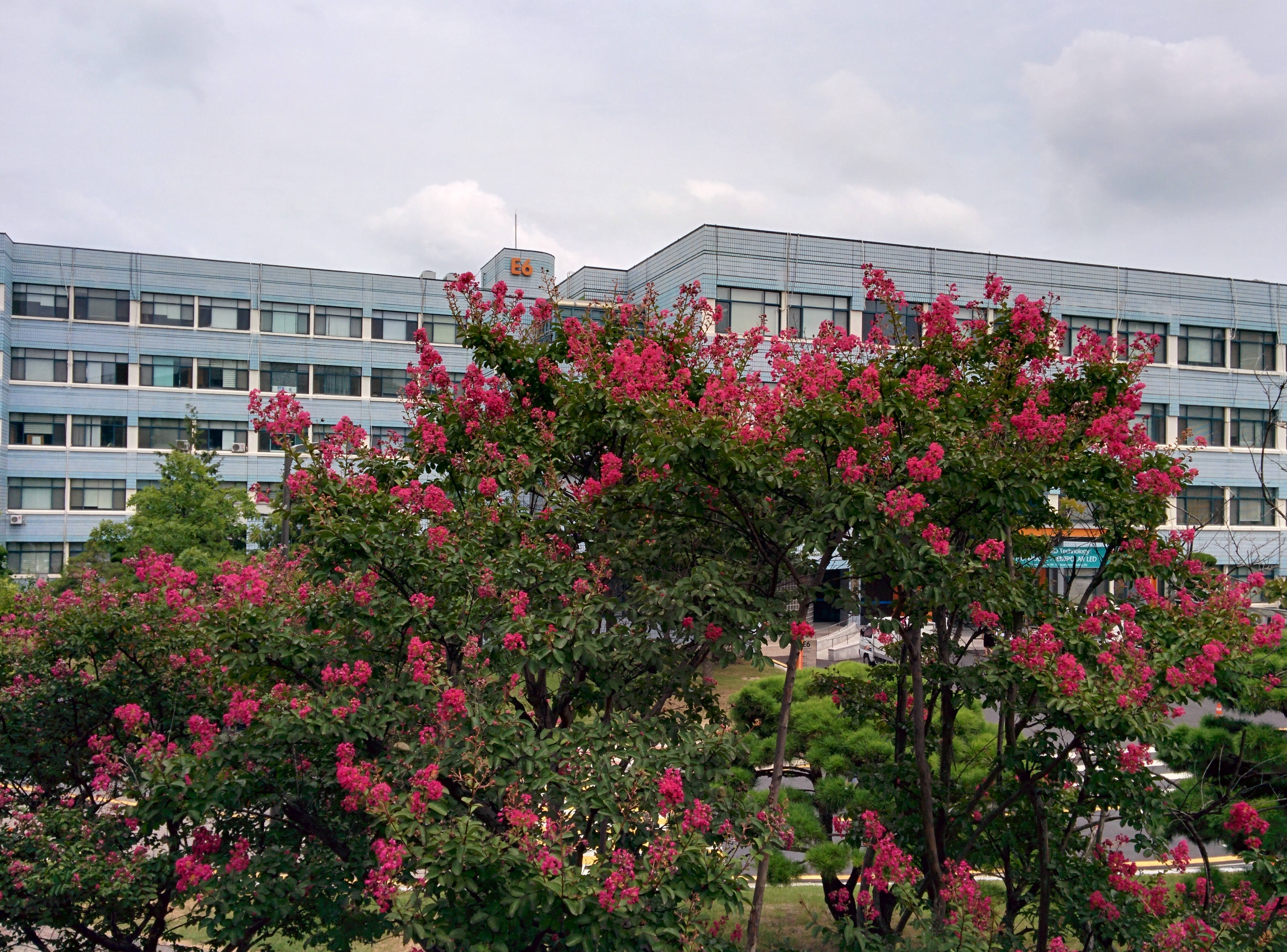 IMG_20150824_122159.jpg 나무백일홍 붉은꽃은 참 오랫동안 핀다.