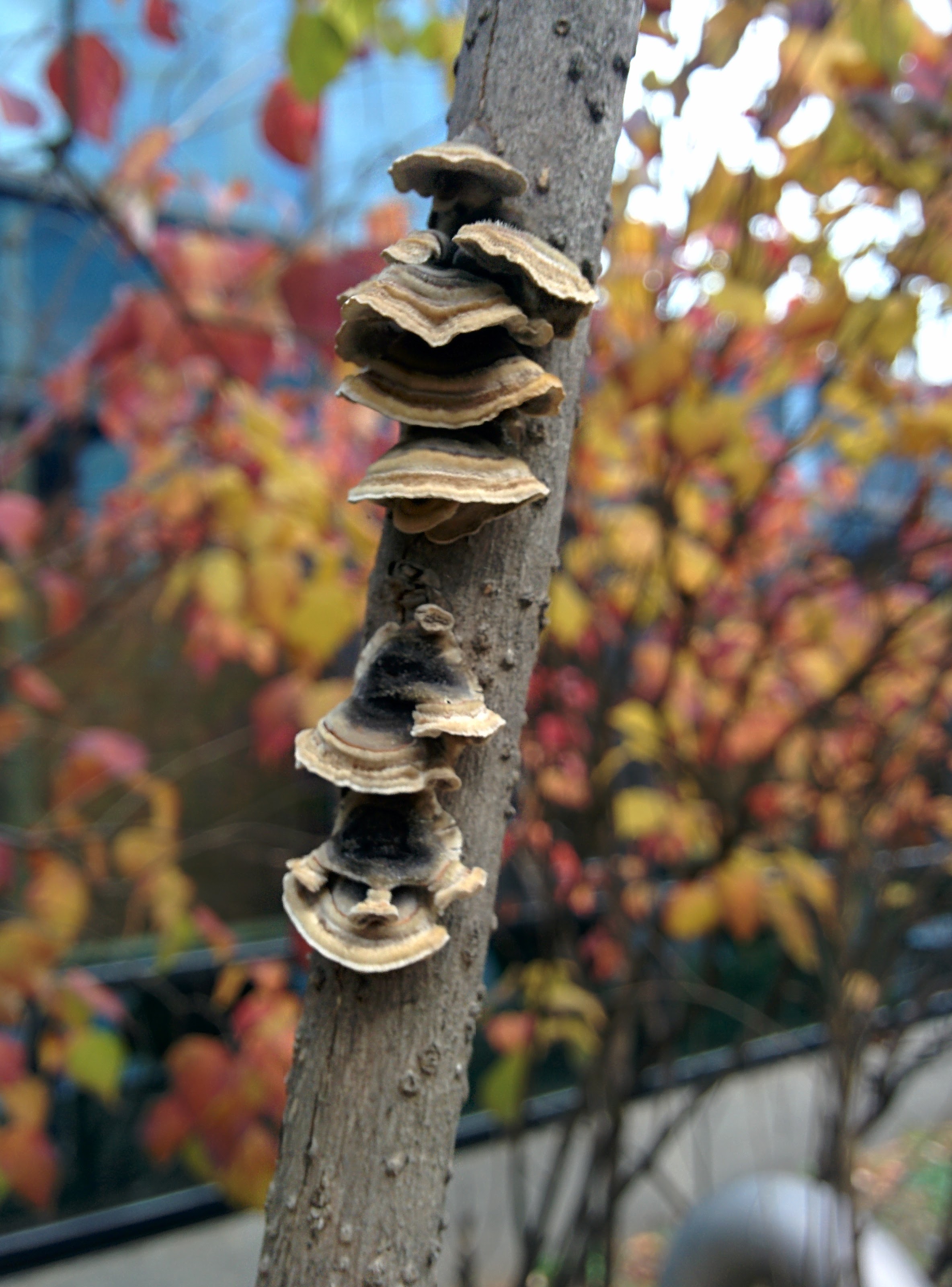IMG_20151111_090024.jpg 라일락 나뭇가지에 붙어 자라는 버섯... 조개껍질버섯?