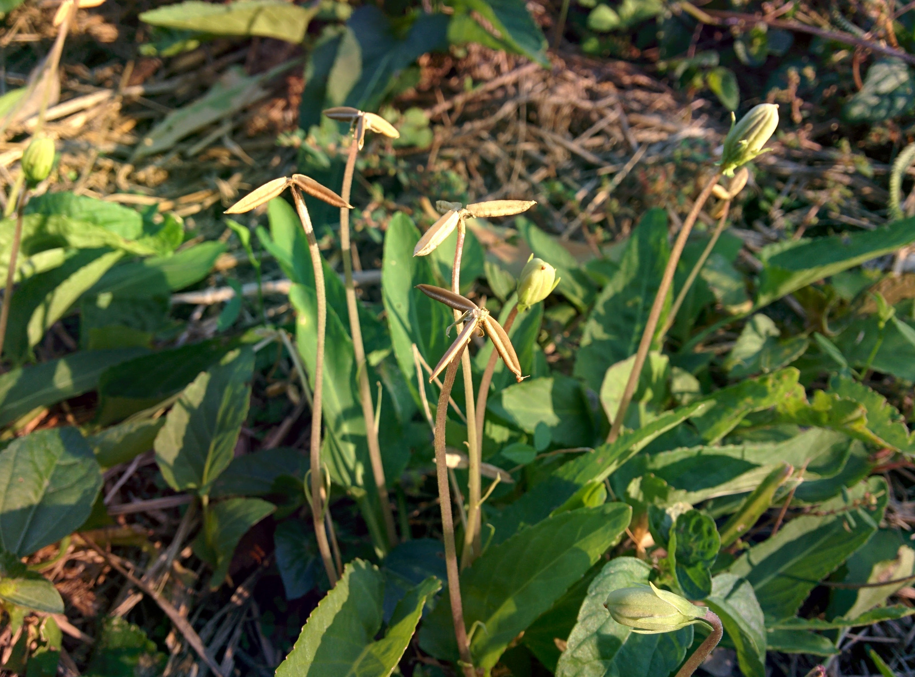 IMG_20151013_162149.jpg 풍력발전기 세 날개를 닮은 열매가 익어서 터진 들풀 -- 제비꽃