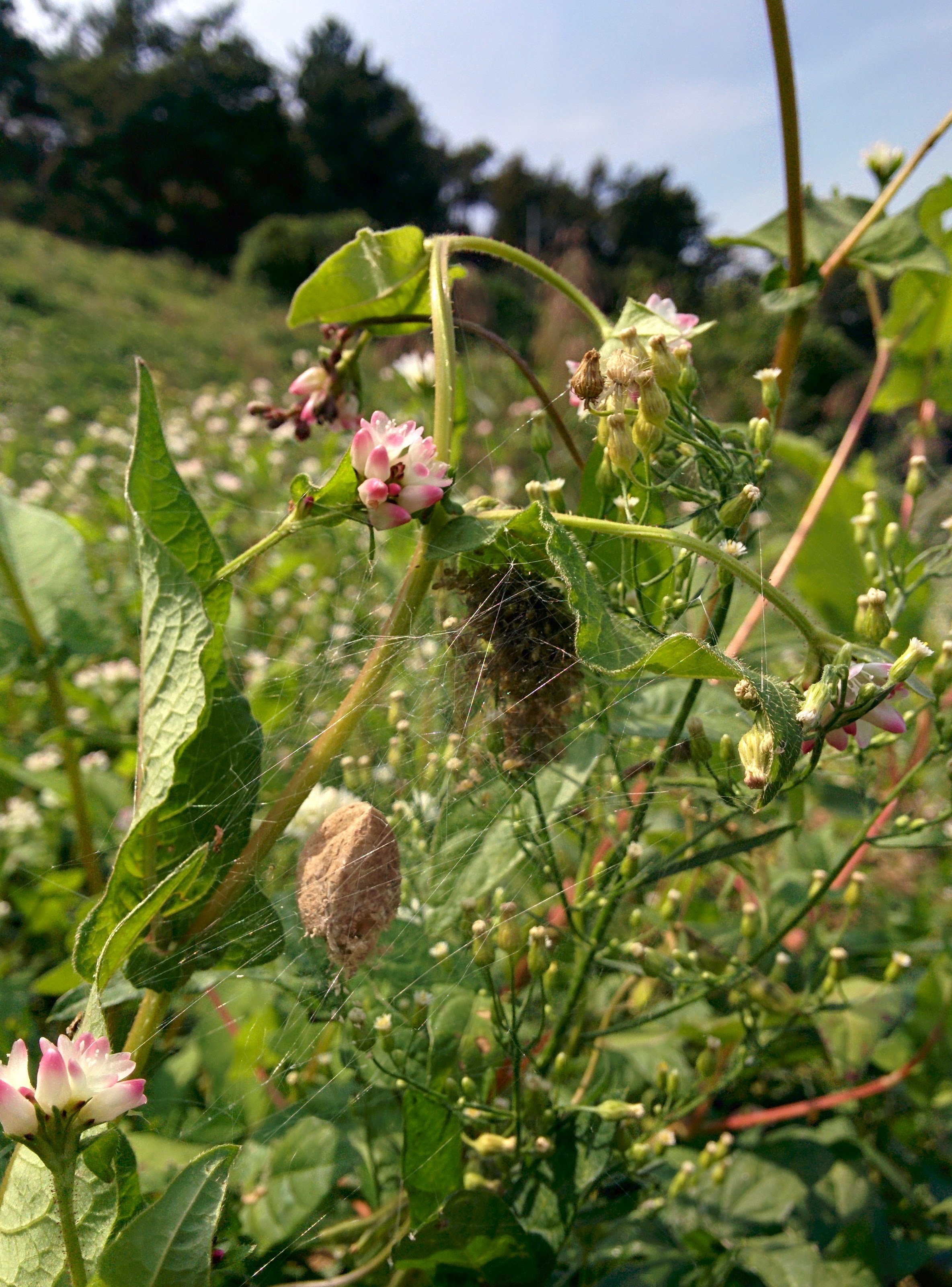 IMG_20150920_123848.jpg 거미의 아기 보호망, 새끼 긴호랑거미 어린이집