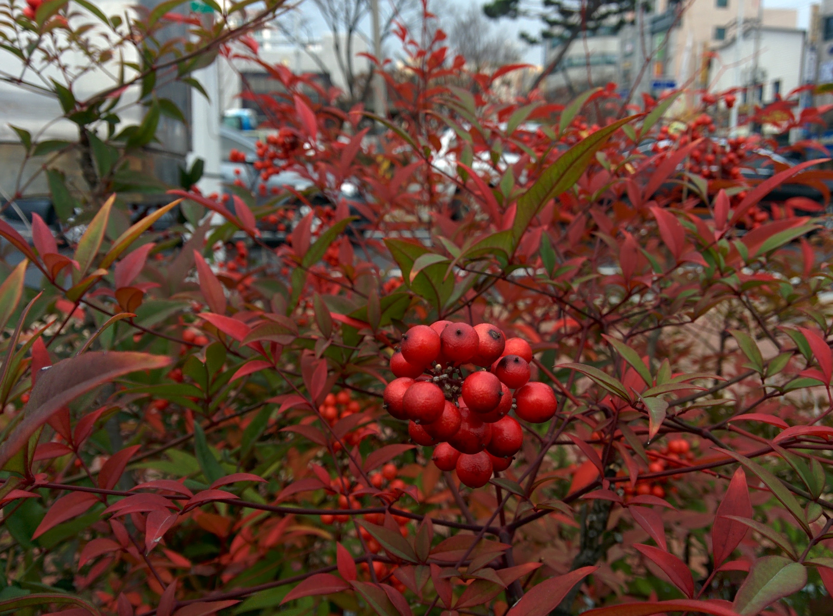 IMG_20151130_105303.jpg 가로변에 붉게 익어가는 남천나무 열매