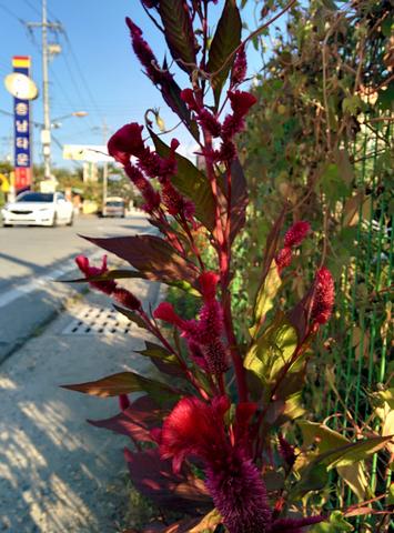IMG_20150929_075801.jpg