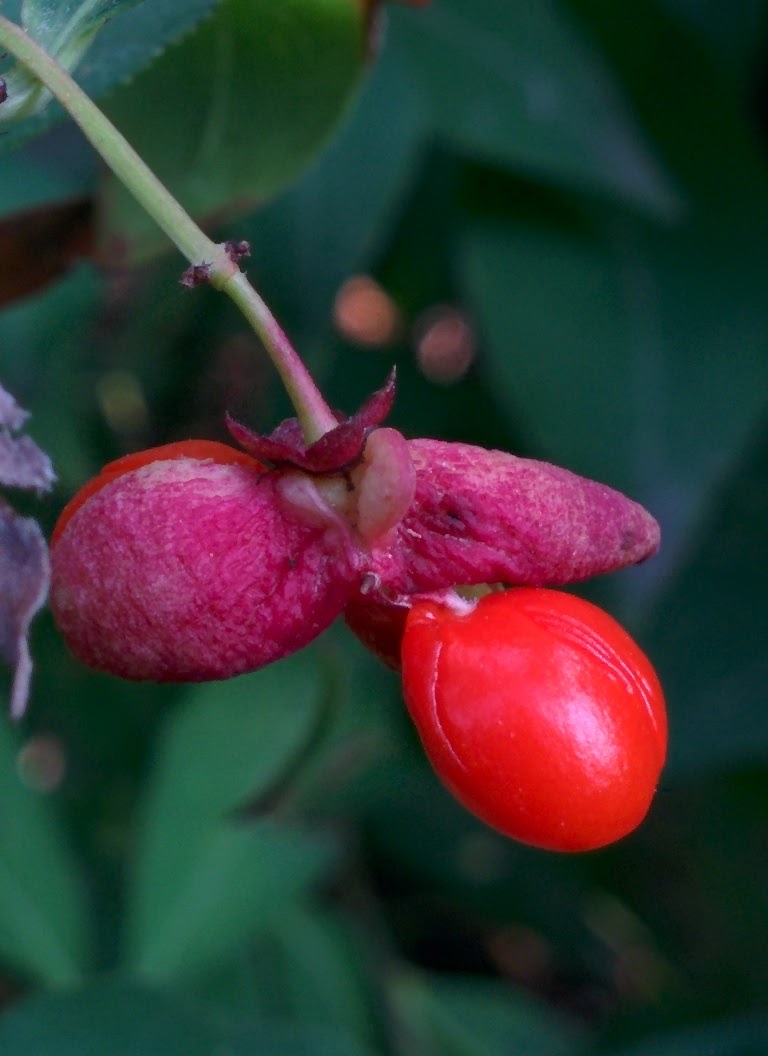IMG_20151019_122250.jpg 화살나무 열매가 익어 붉은색 씨앗을 토하다.