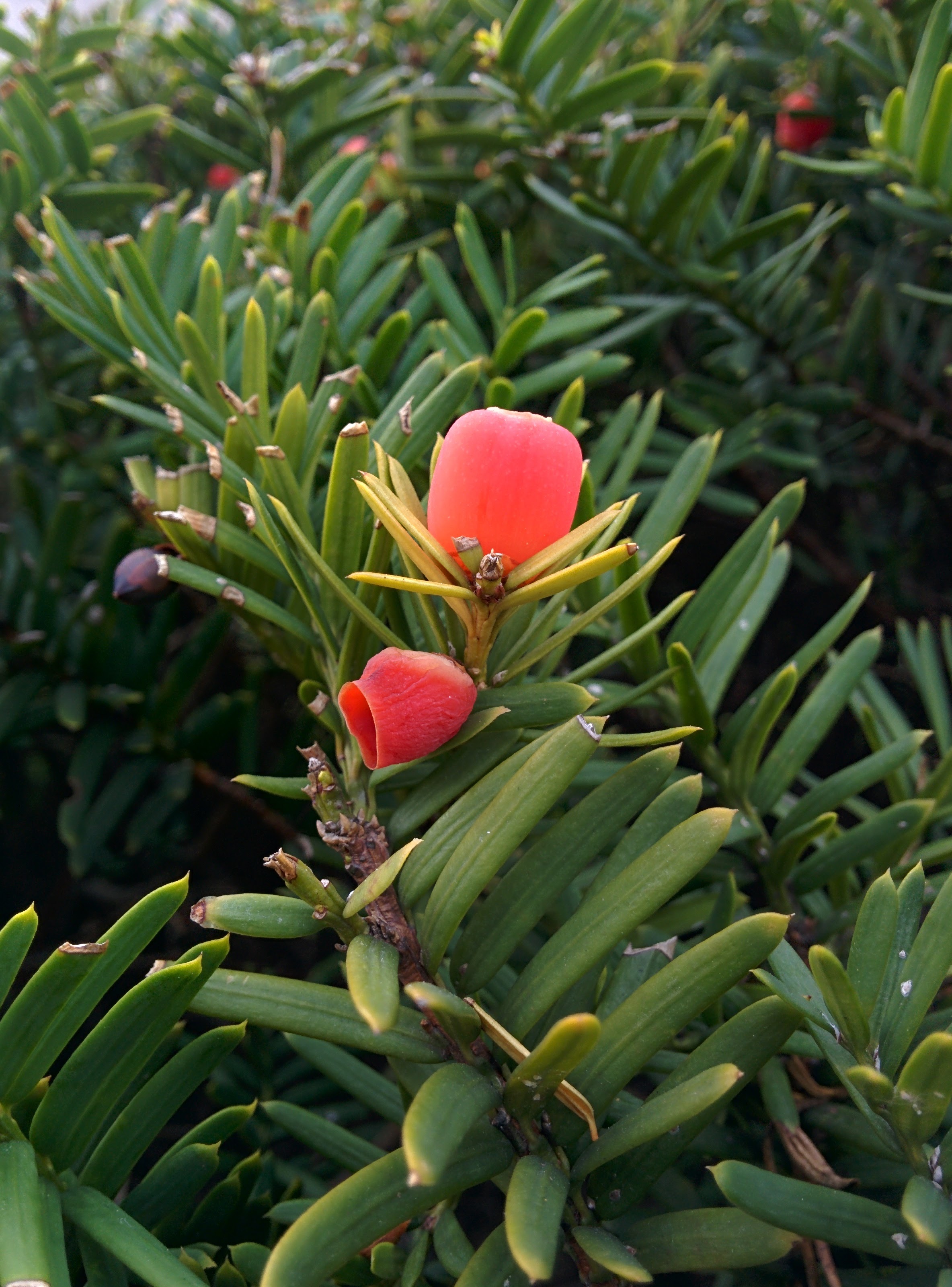 IMG_20151008_154426.jpg 법원의 빨간 열매... 주목나무