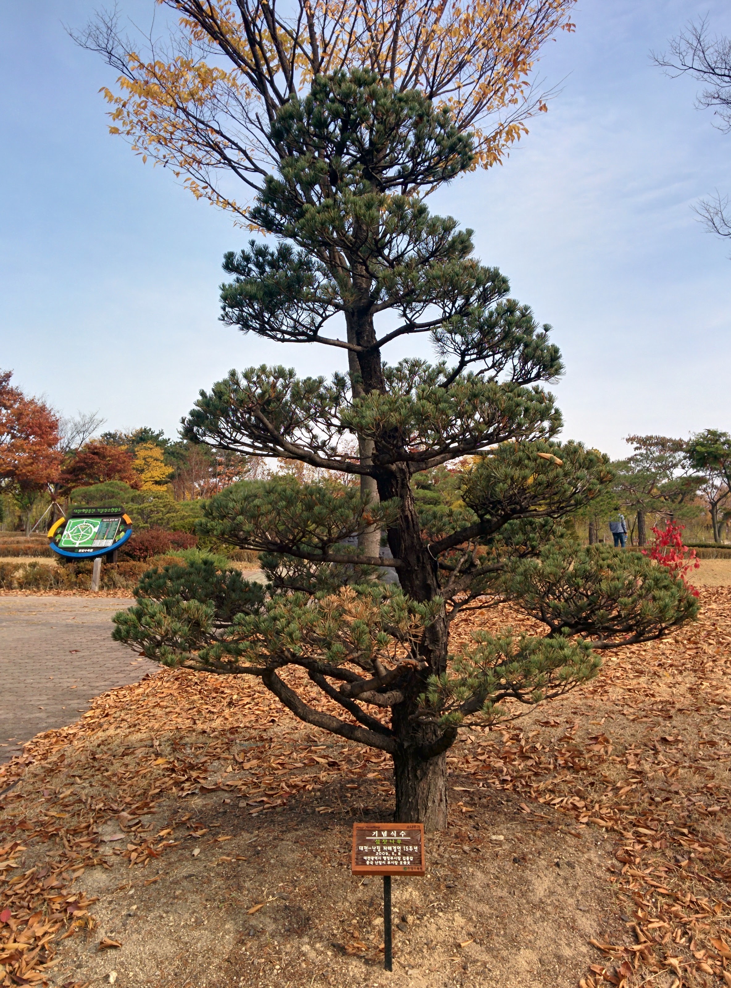 IMG_20151106_133951.jpg 기념식수 섬잣나무