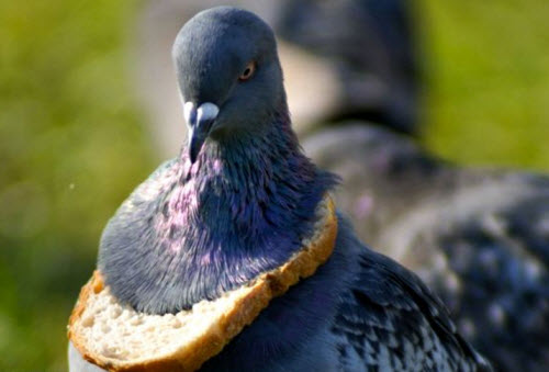 pigeon1.jpg 빵목걸이