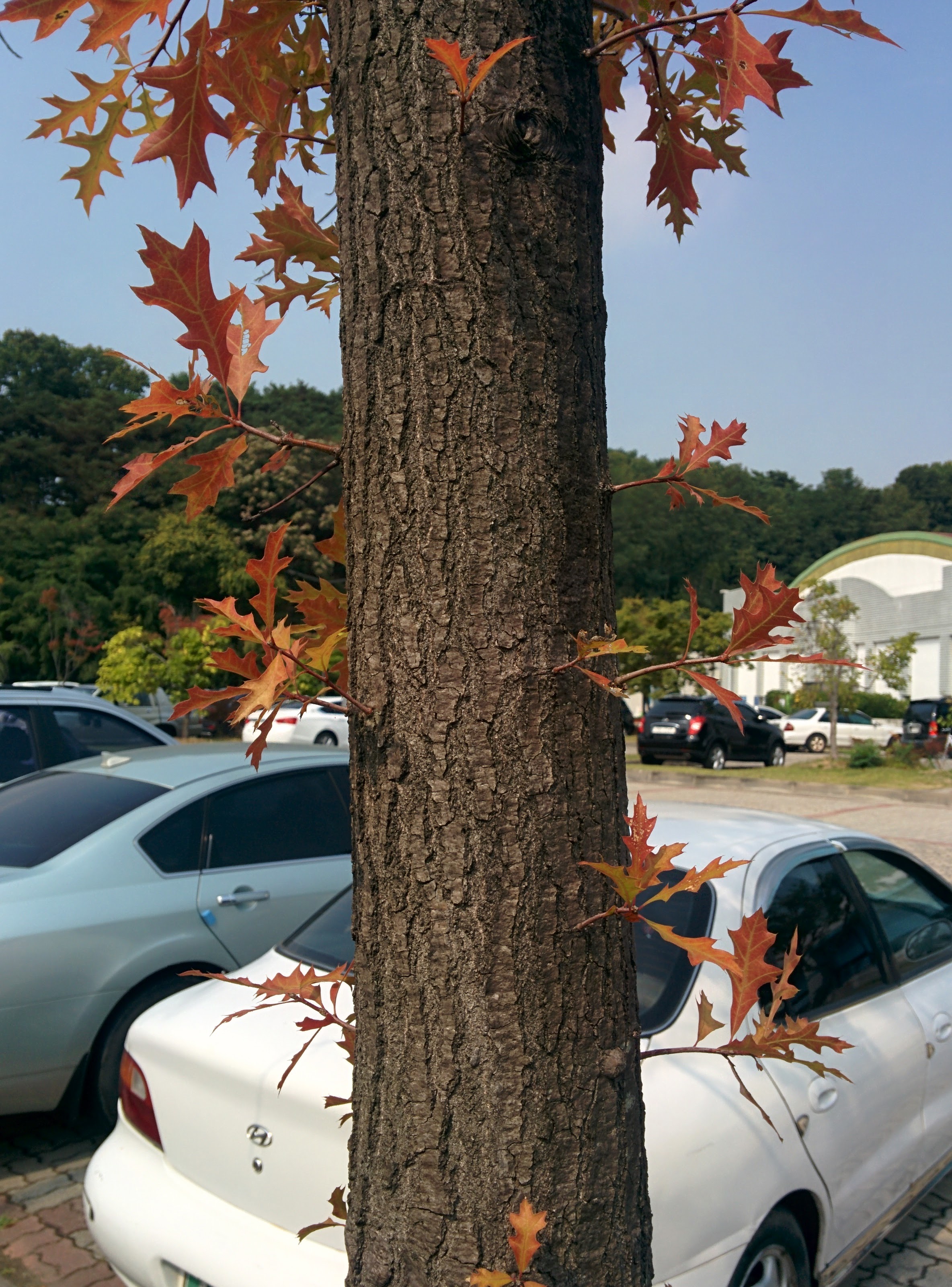IMG_20151008_123227.jpg 길쭉한 단풍잎... 큼직한 톱니모양 나뭇잎의 단풍 -- 대왕참나무