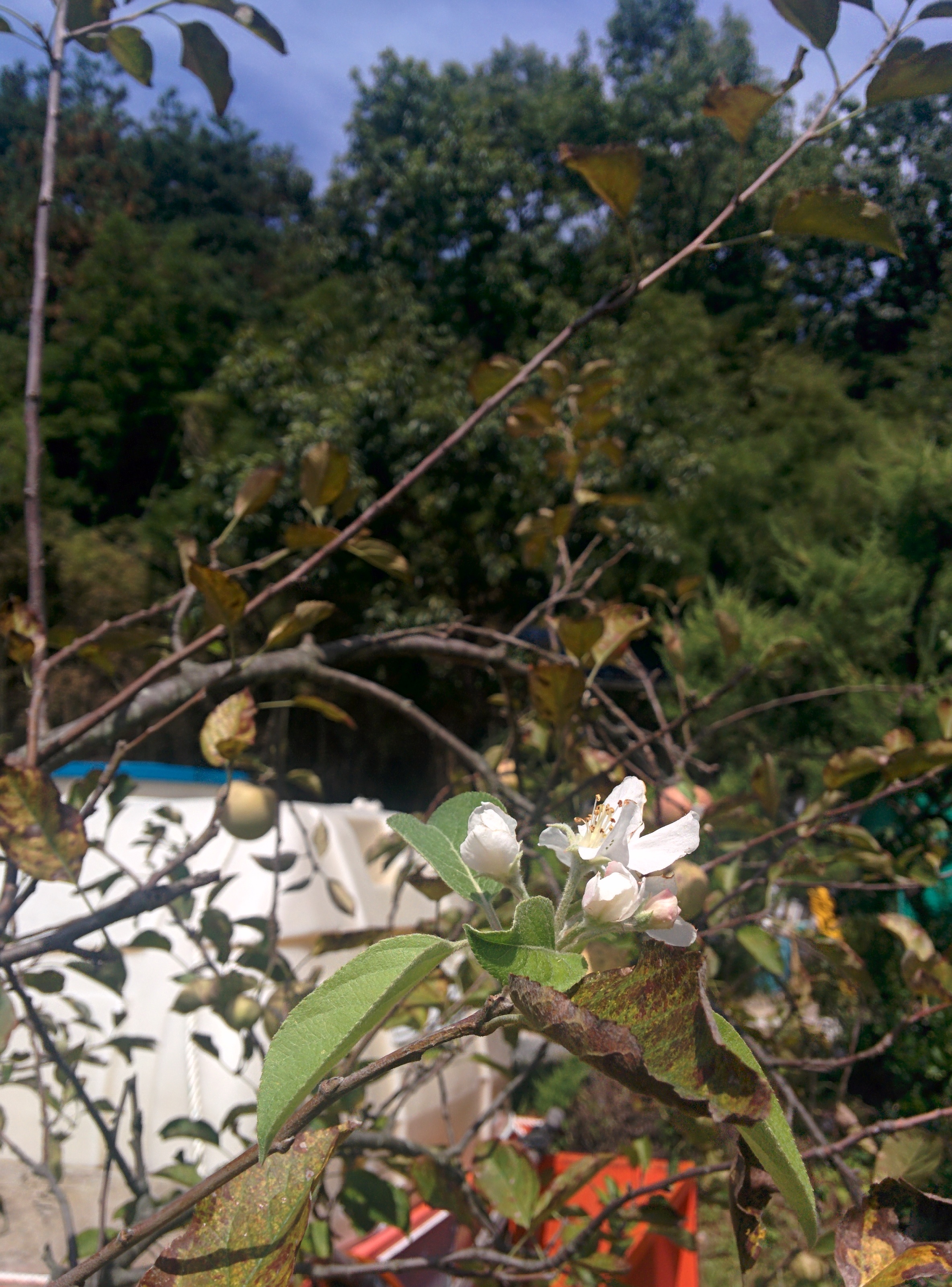 IMG_20150914_124354.jpg 때늦게 하얀 꽃을 피우는 사과나무