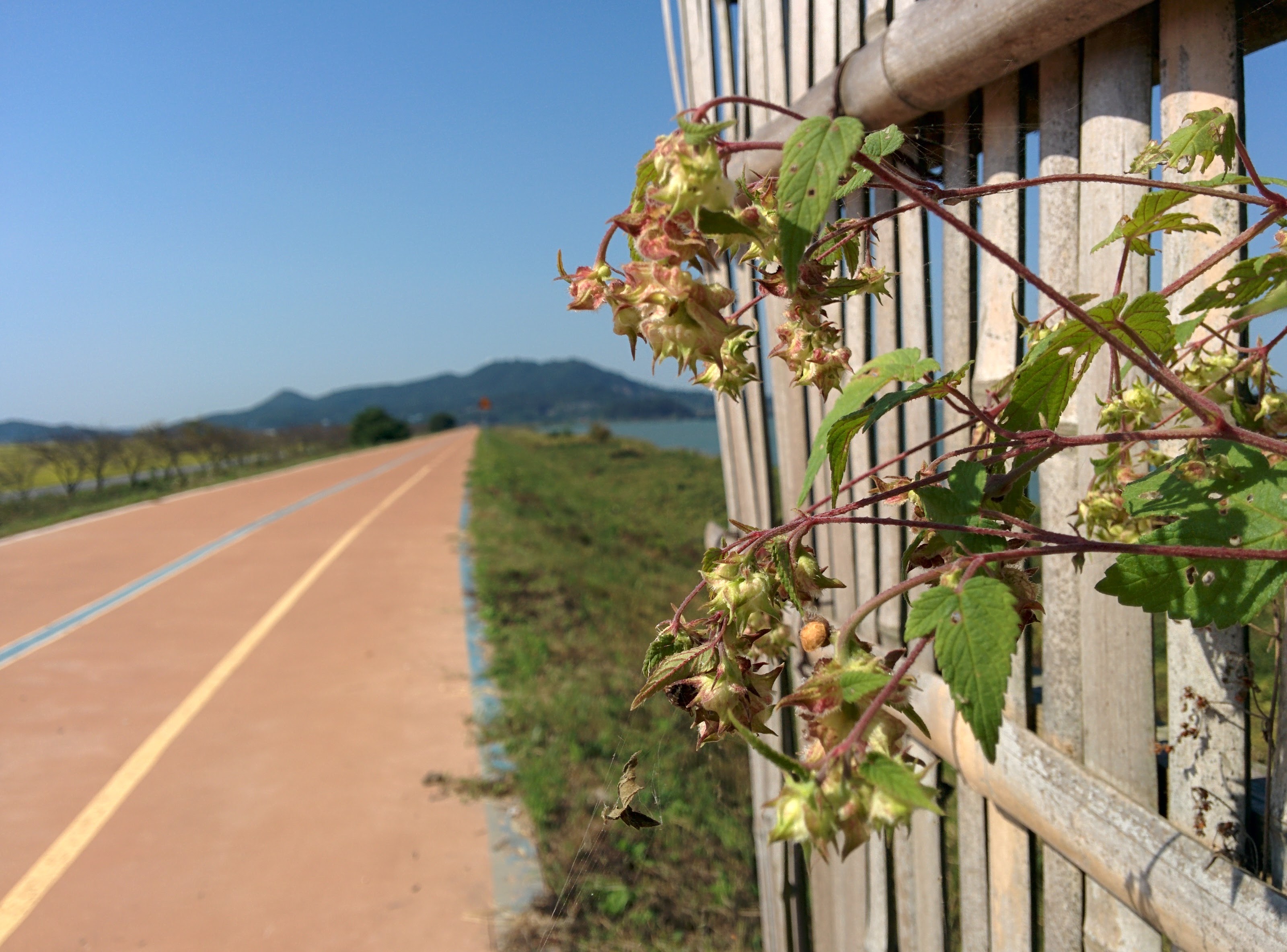 IMG_20150929_103049.jpg 철새조망용 대나무울타리를 타고 자라는 환삼덩굴 암꽃