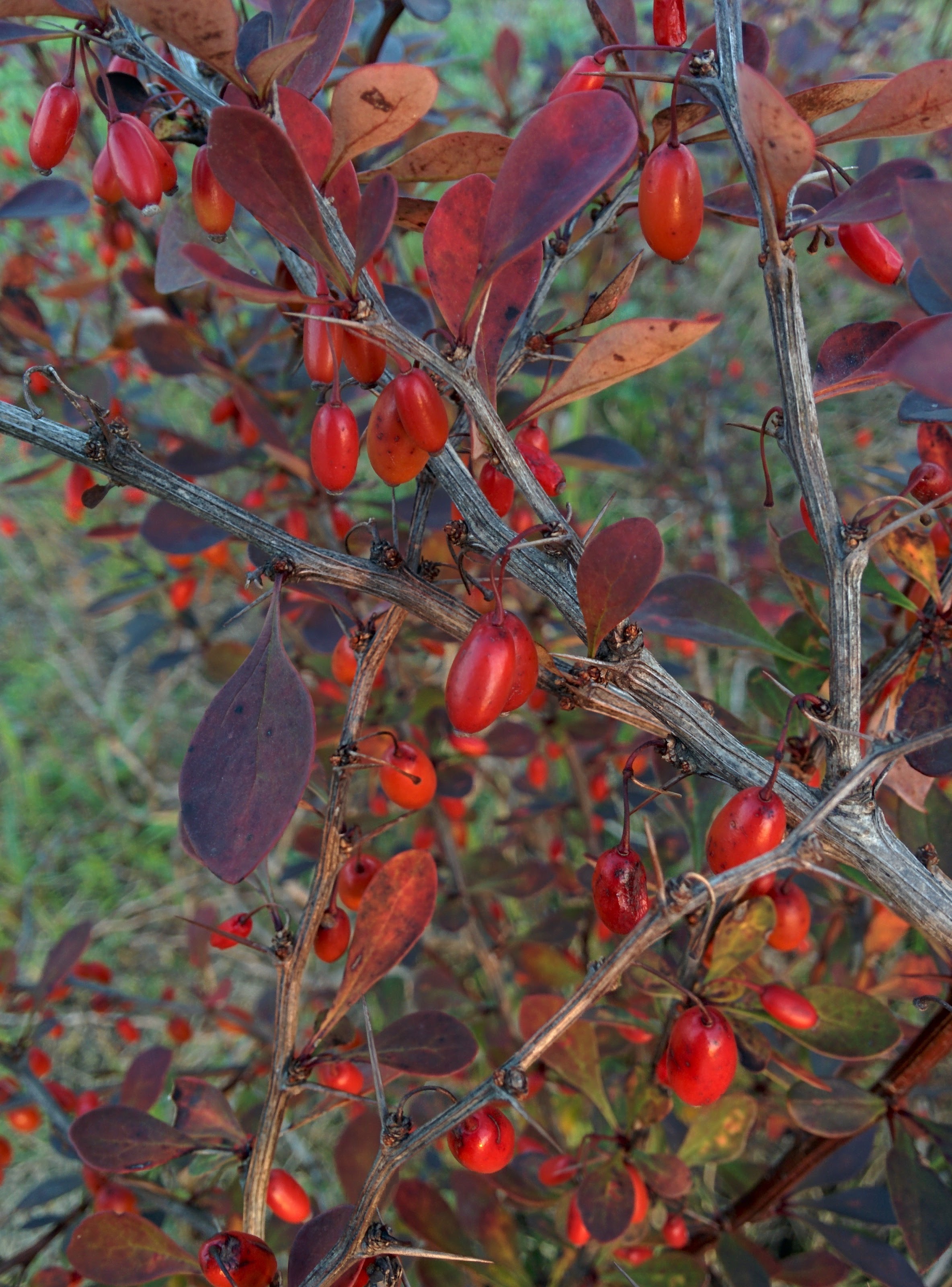 IMG_20151009_175304.jpg 가로수 관목의 빨간색 열매 -- 당매자나무