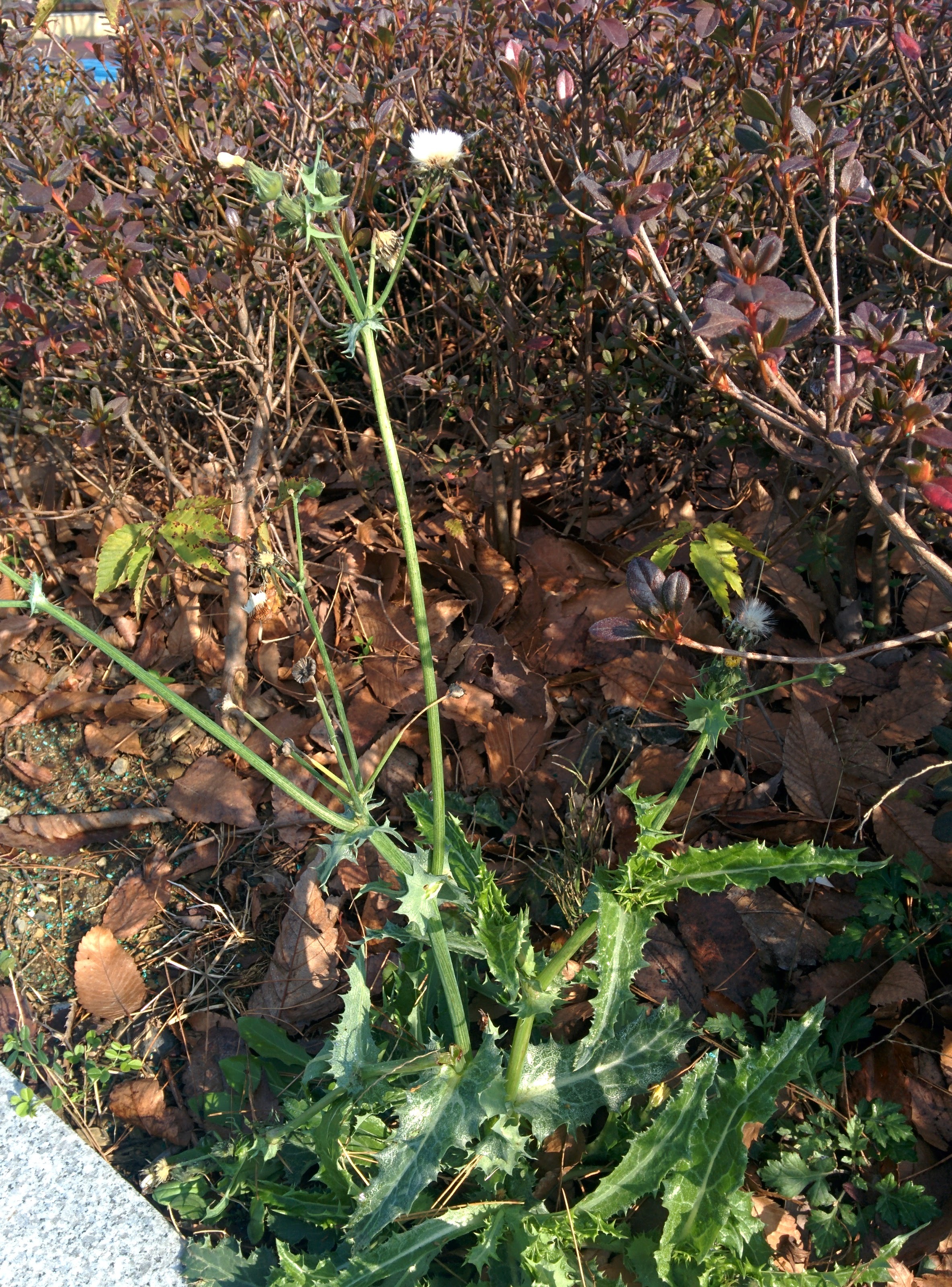 IMG_20151201_104835.jpg 휴게소 화단의 잡초.., 방가지똥(Sonchus oleraceus)