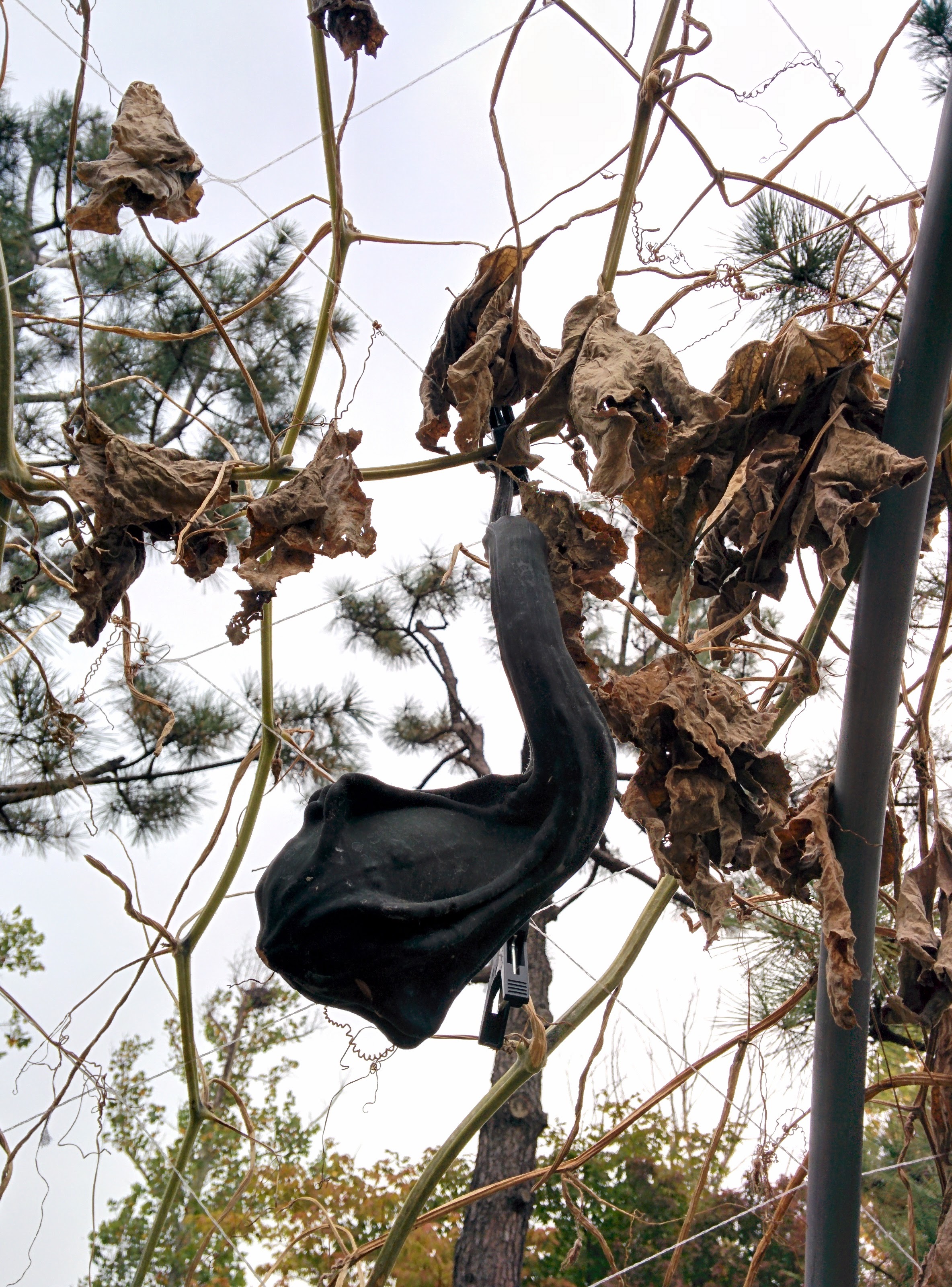 IMG_20151024_131308.jpg 환타지믹스리틀... 괴이한 별모양 호박