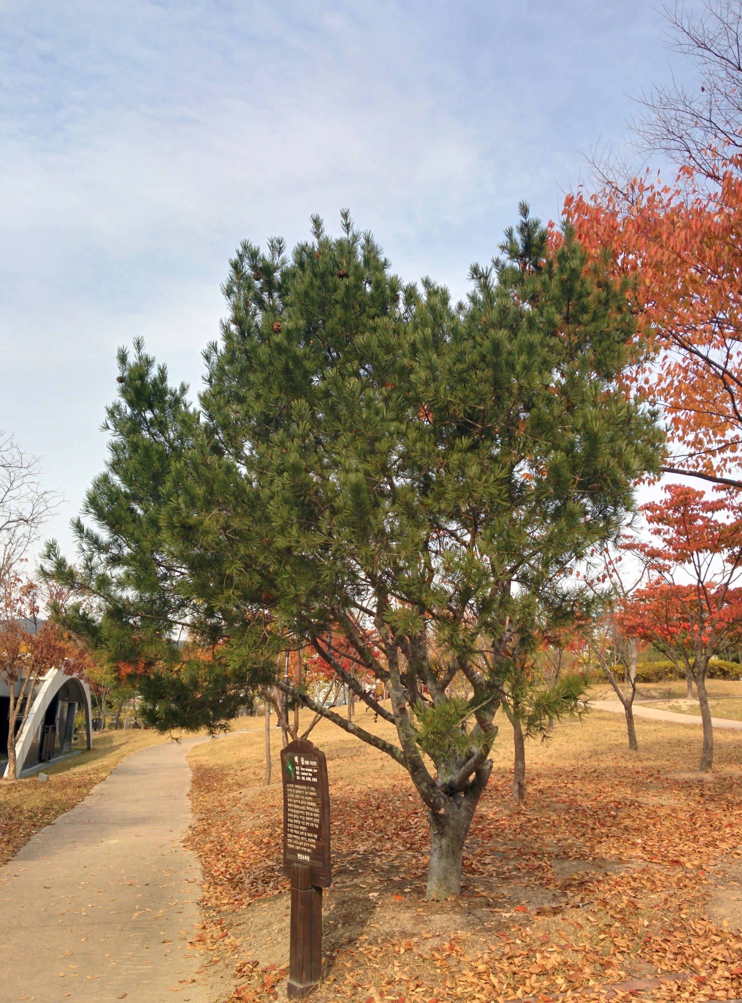 IMG_20151106_134211.jpg 소나무? 특이한 나무줄기... 백송(白松)