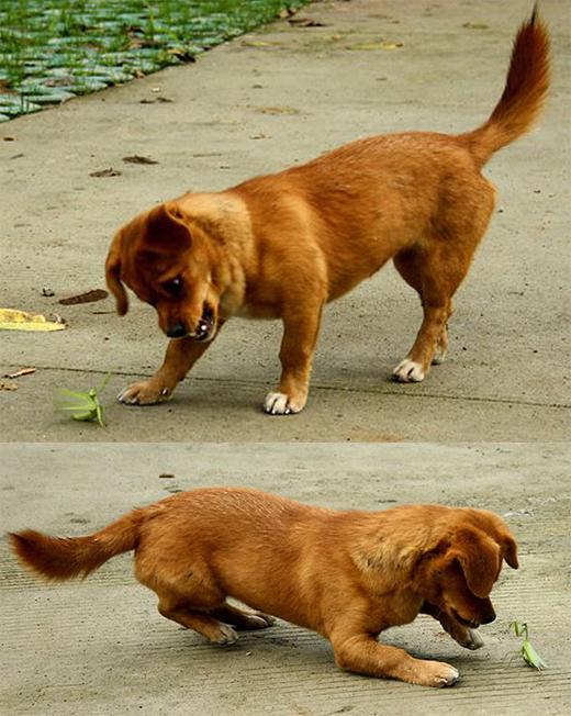 20111117180122154.jpg 개 vs 사마귀 한판 대결 포착…승자는? 