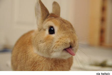 rabbit120105.jpg ‘혀 내민 토끼’ “이렇게 귀여울 수가~” 