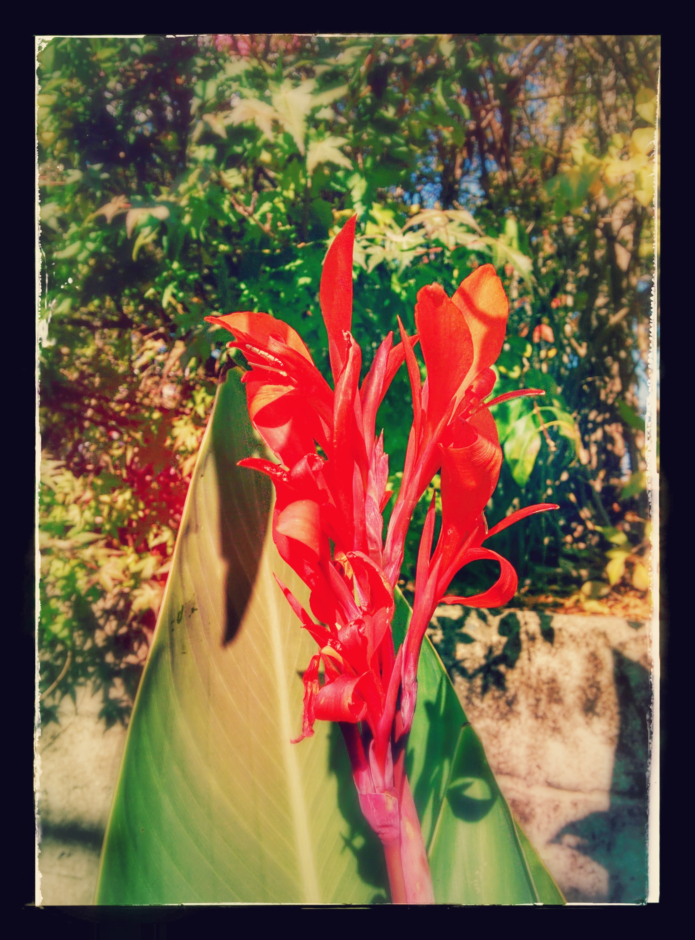 IMG_20151104_114208-EFFECTS.jpg 도로변에서 빨간 꽃을 피운 칸나