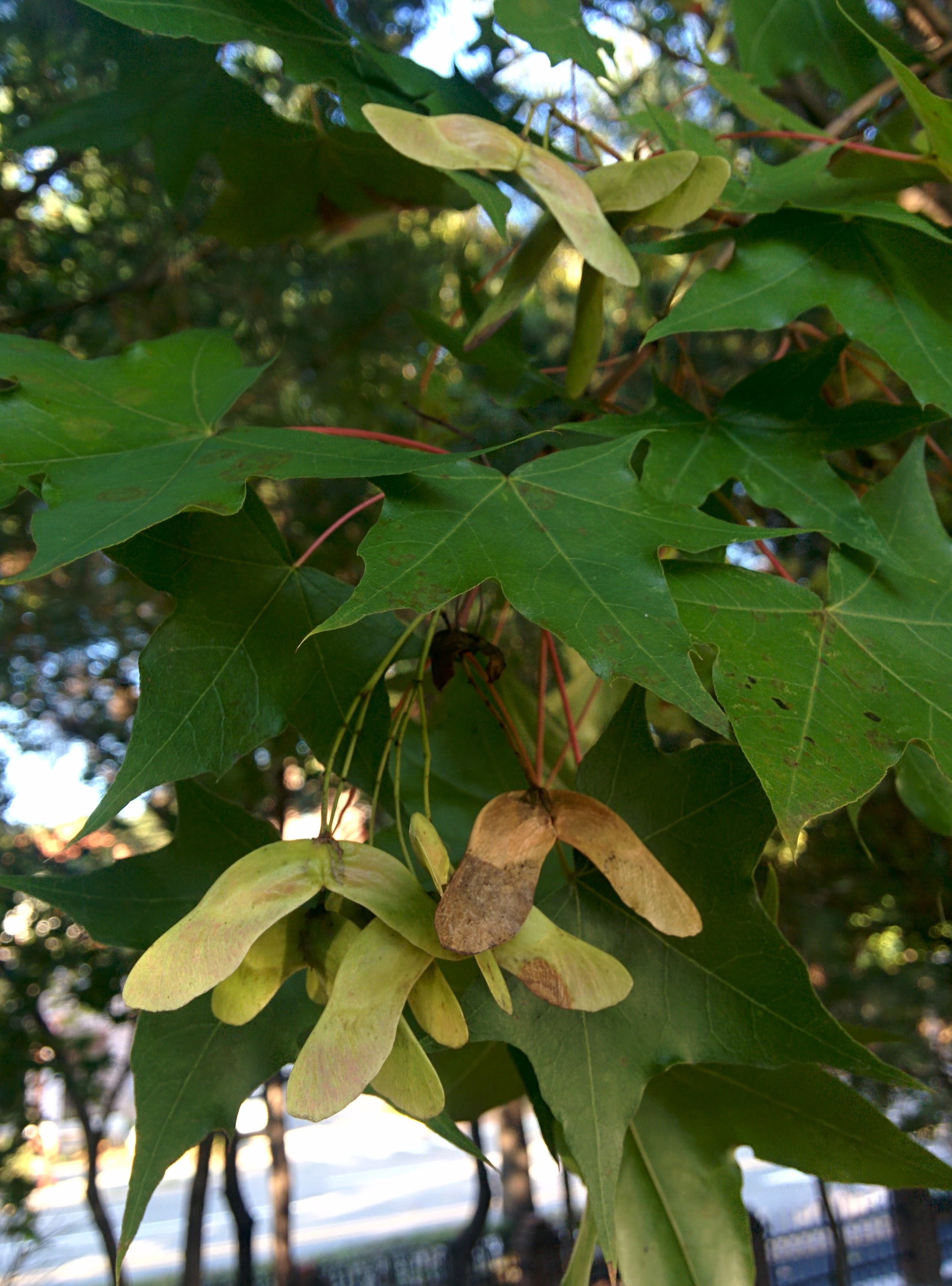IMG_20151013_161634.jpg 쌍날개의 부메랑, 단풍나무 닮은 나무의 열매 -- 고로쇠나무