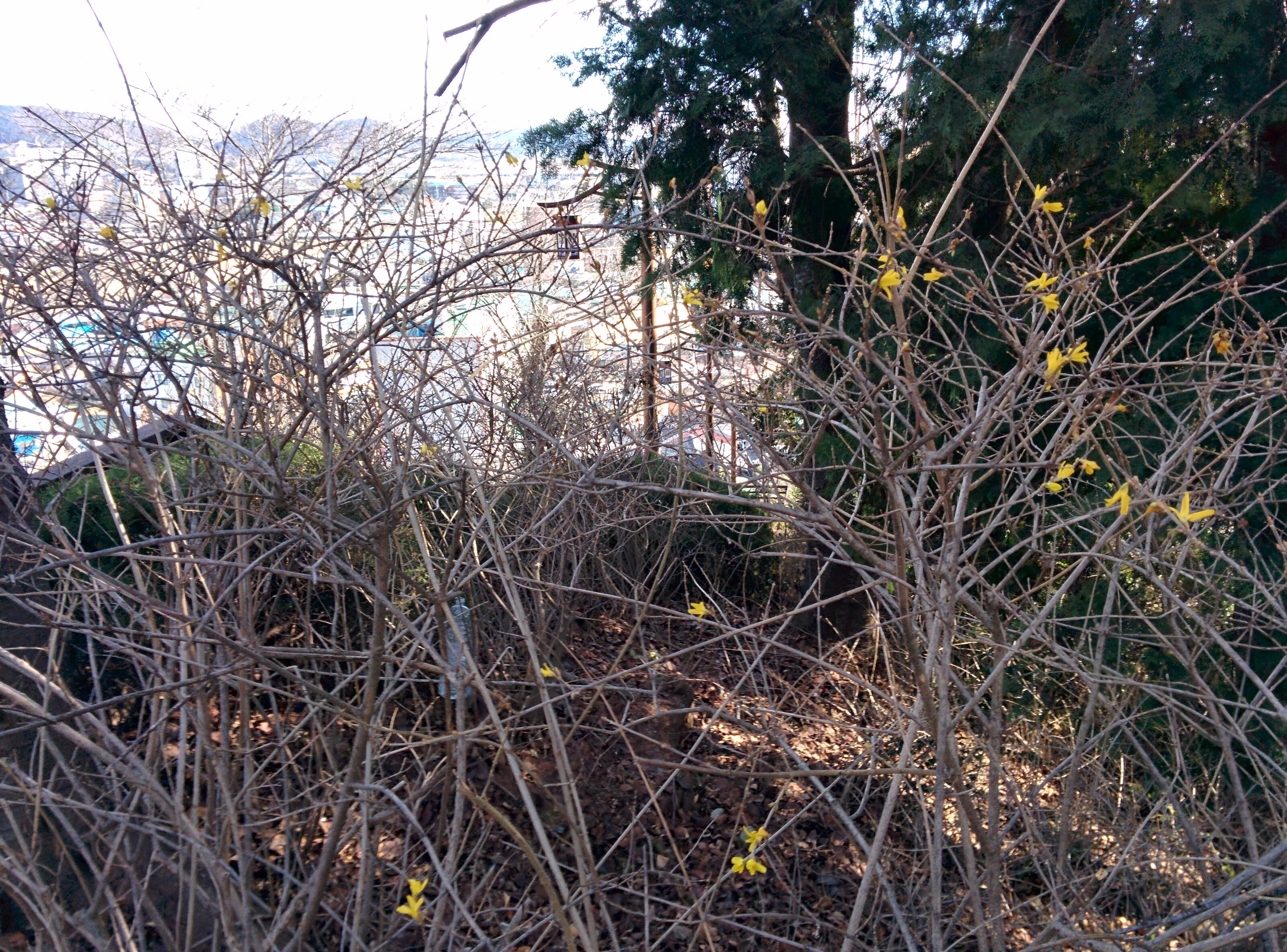 IMG_20151229_124337.jpg 한 겨울에 핀 노란색 개나리 꽃