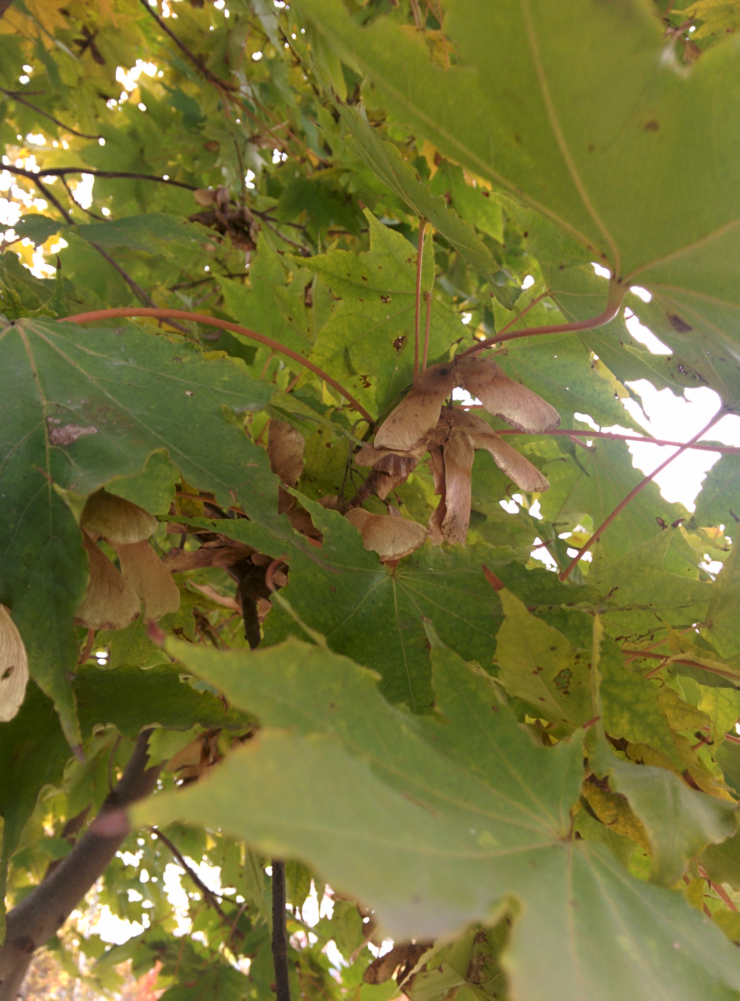 IMG_20151106_150144.jpg 넓적한 잎의 우산고로쇠나무 날개열매