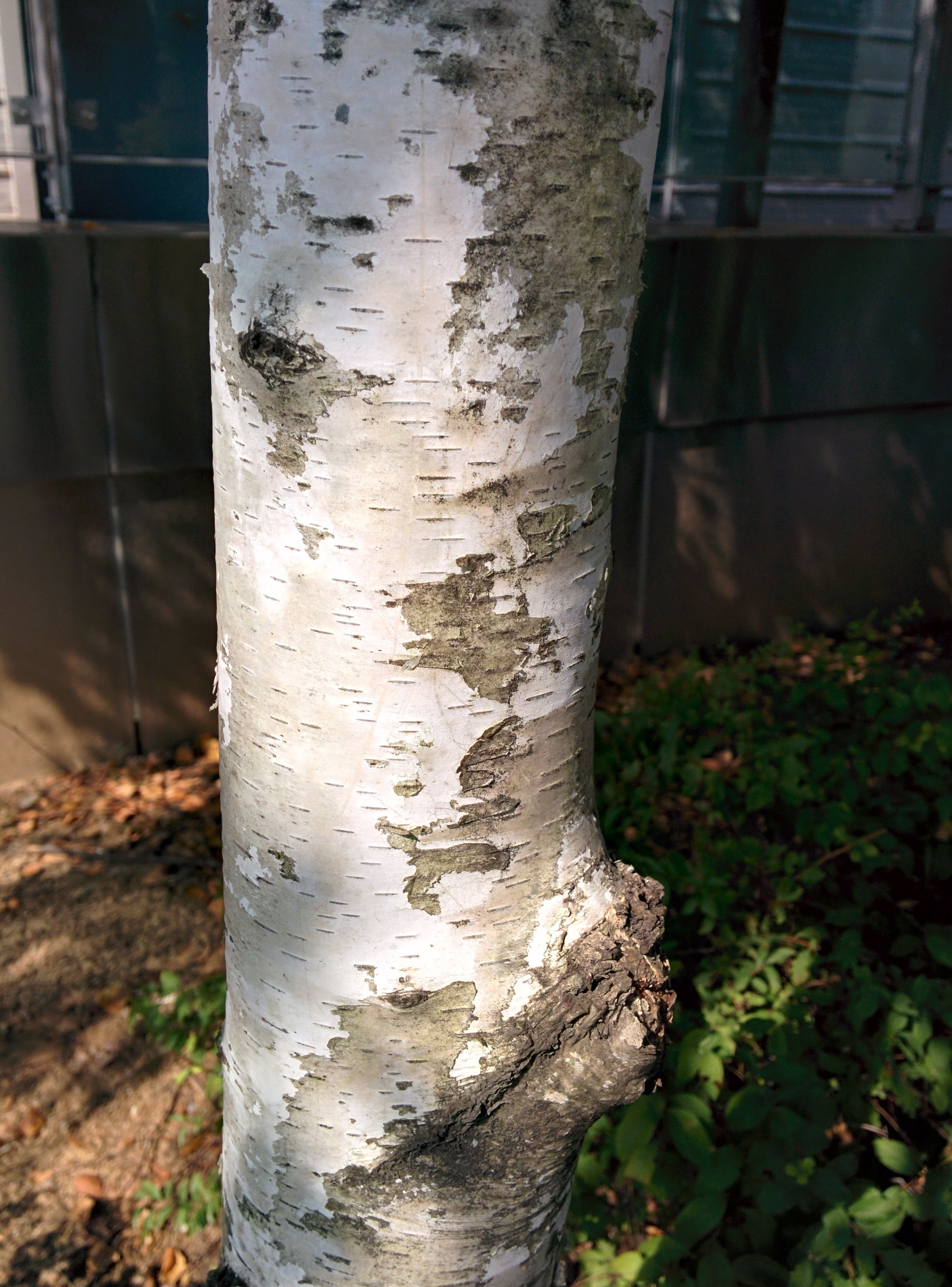 IMG_20151007_105023.jpg 줄기가 흰색인 자작나무 열매와 줄기