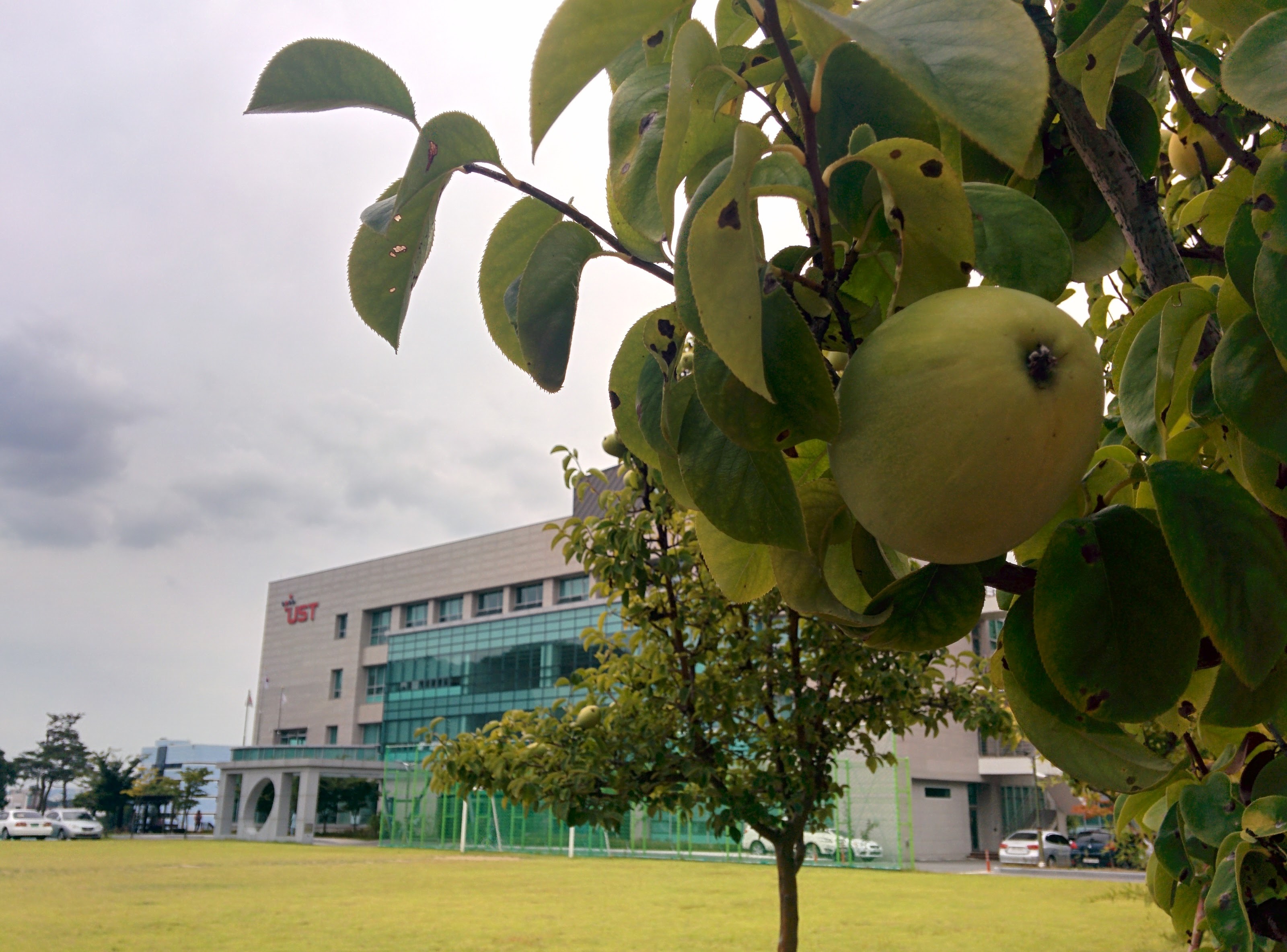 IMG_20150916_165101.jpg 과학기술연합대학원대학교 모과나무에 모과열매가 주렁주렁