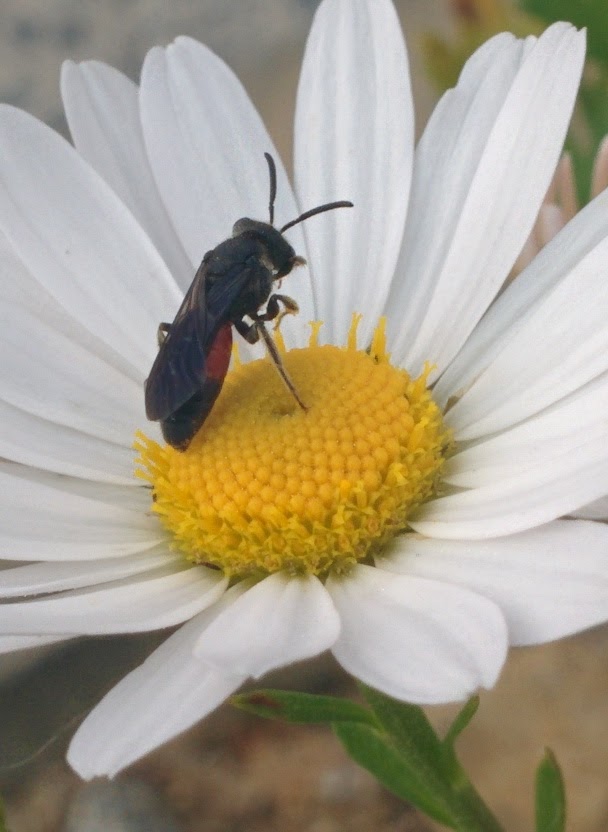 IMG_20151003_155159.jpg 하얀 들국화를 찾은 작은 잎벌? 홍배꼬마꽃벌!