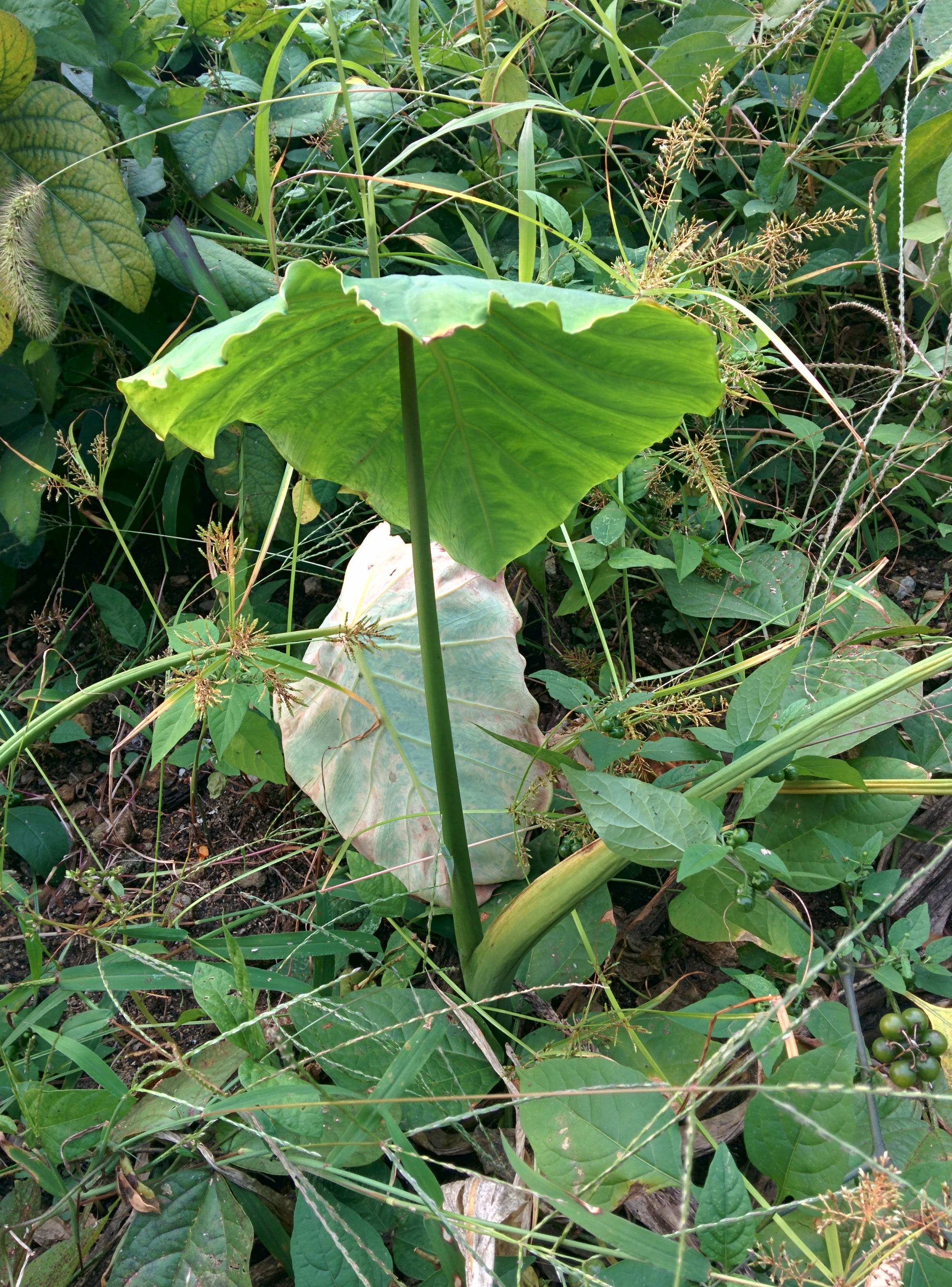 IMG_20151003_160425.jpg 우산처럼 넓은 잎을 가진 토란