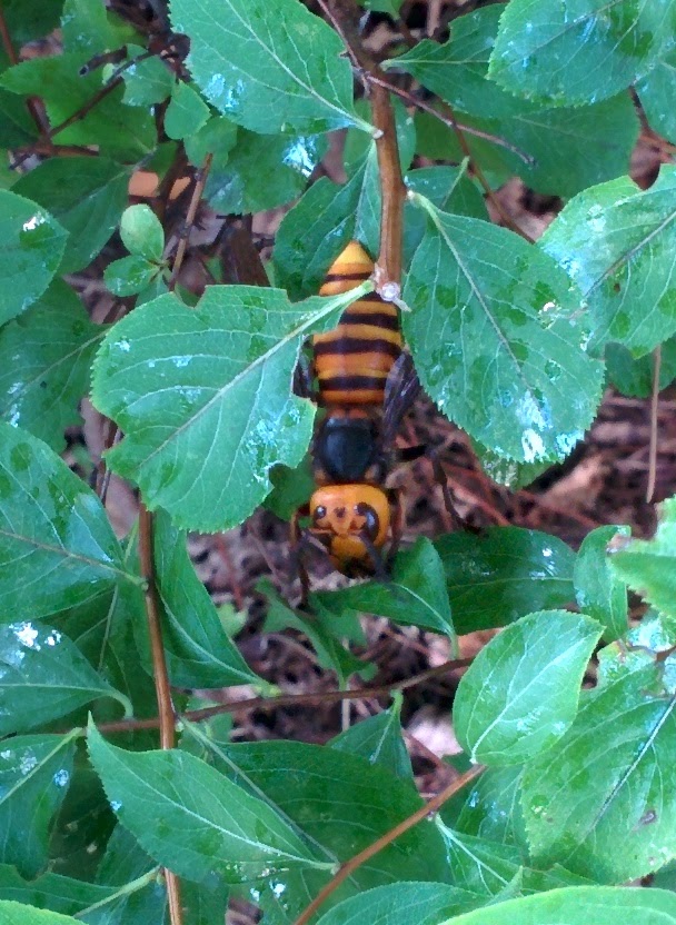 IMG_20151006_163841.jpg 자작나무 수액을 빠는 장수말벌