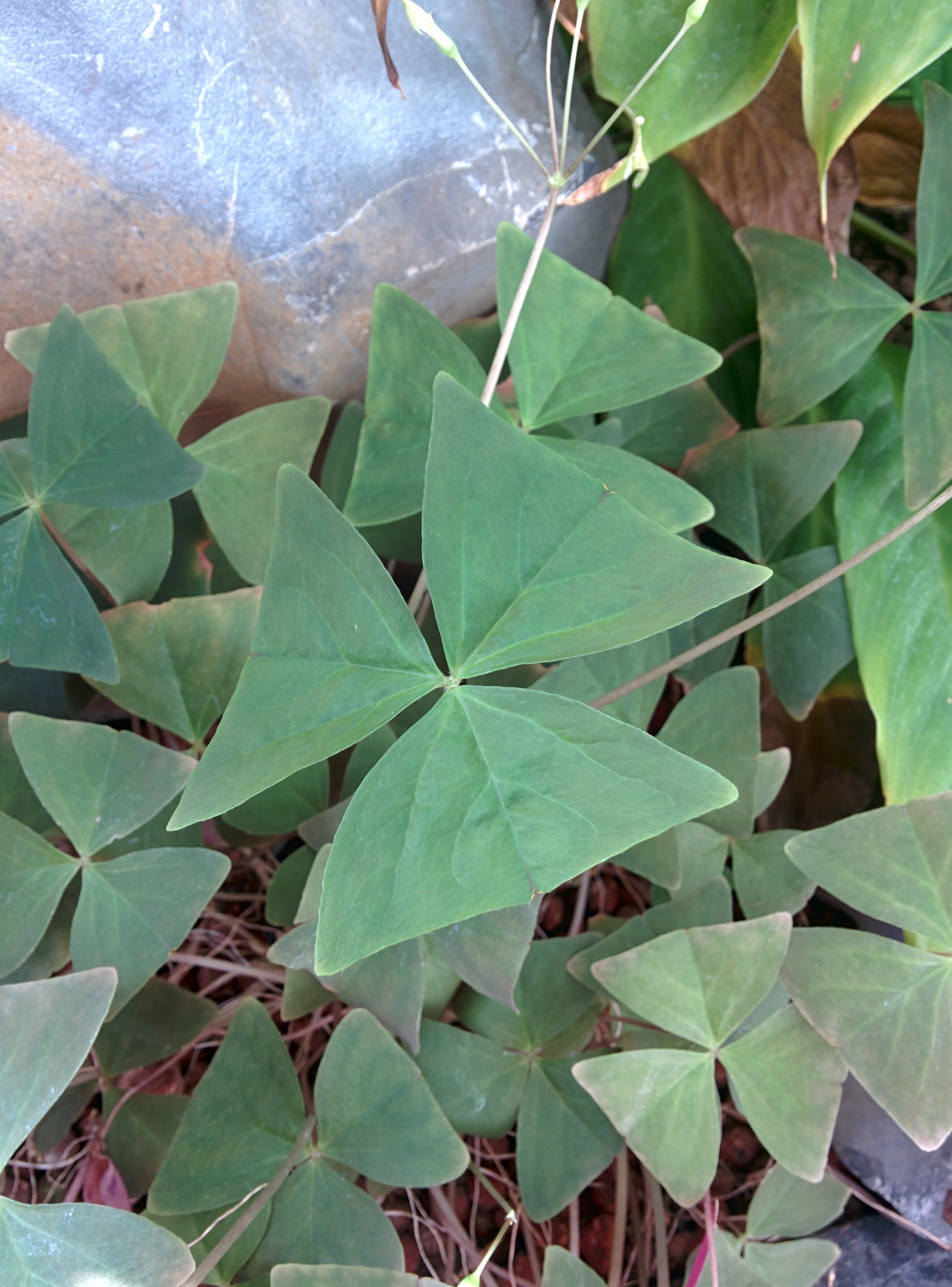IMG_20151201_122531.jpg 하얀색 꽃이 핀 클로버를 닮은 삼각형 잎의 조경식물...사랑초(Oxalis triangularis subsp. papilionacea)
