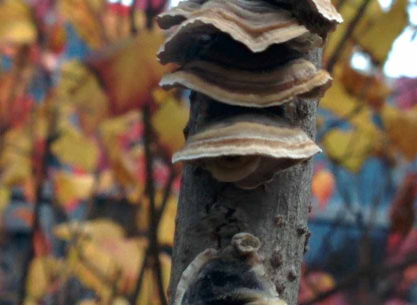 IMG_20151111_090041.jpg 라일락 나뭇가지에 붙어 자라는 버섯... 조개껍질버섯?
