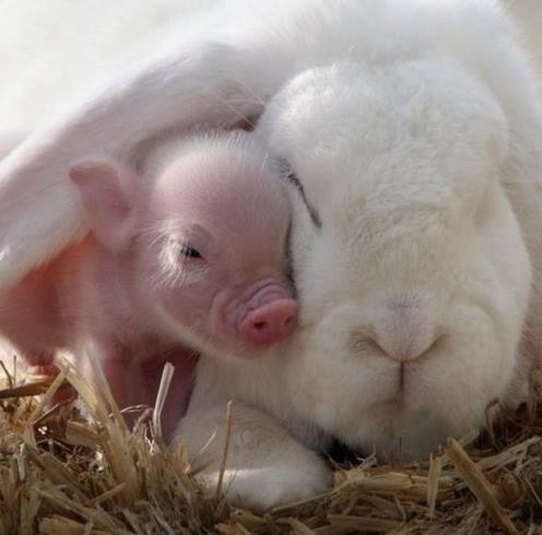 2013042301002445100138381_59_20130423102808.jpg 돼지 토끼 실사판, ‘토끼 앞에서 한없이 작아진 돼지’