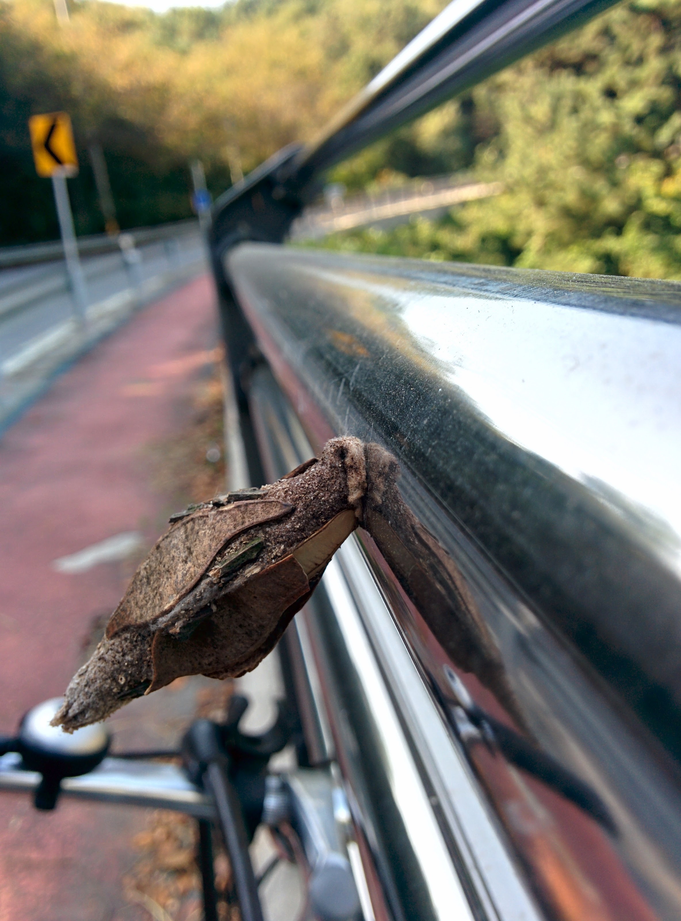 IMG_20150929_100558.jpg 자전거도로 보호대에 붙은 대형 도롱이벌레, 머리만 살짝 보여주다.