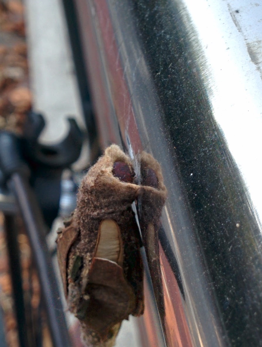 IMG_20150929_100748.jpg 자전거도로 보호대에 붙은 대형 도롱이벌레, 머리만 살짝 보여주다.