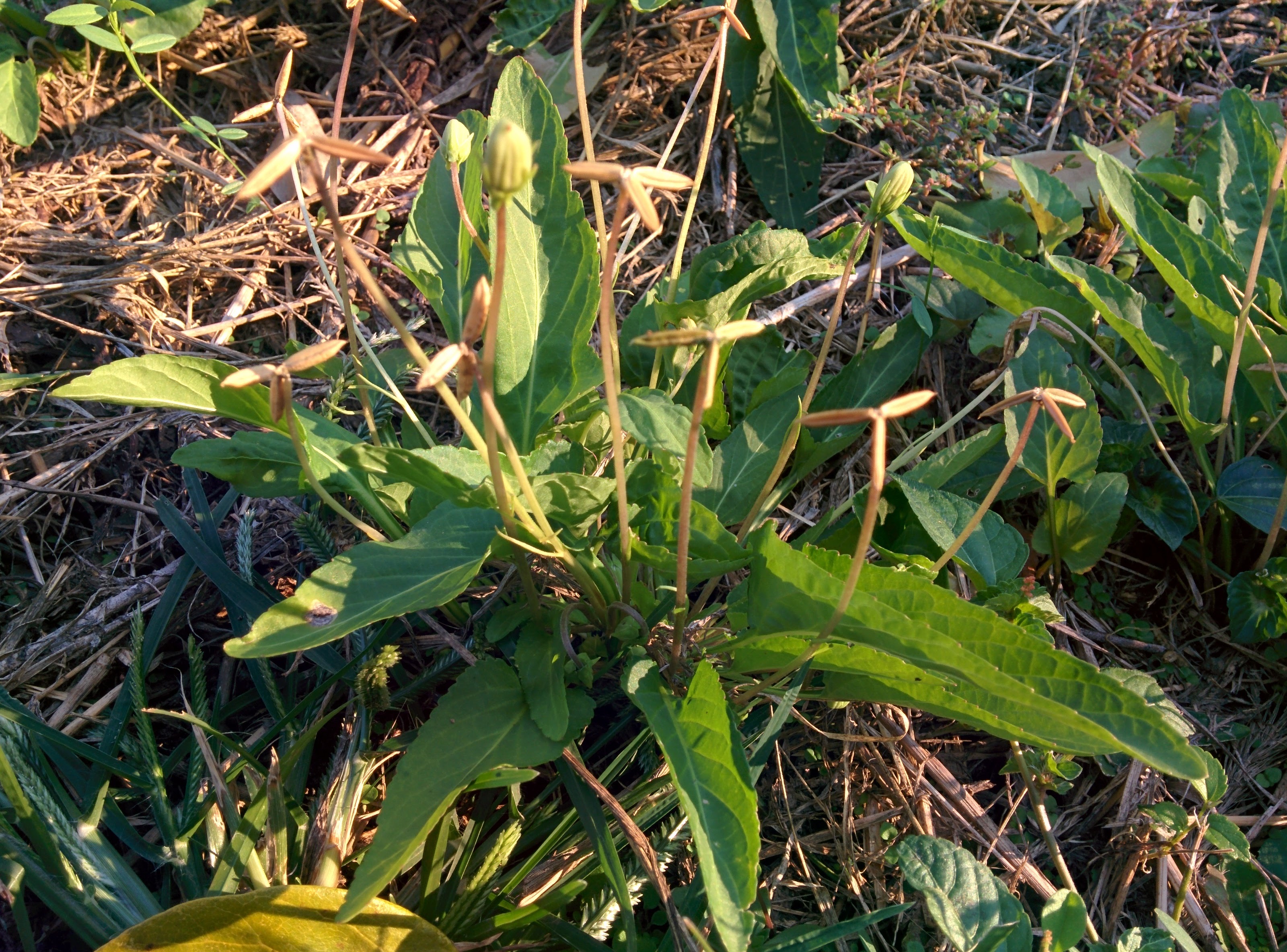 IMG_20151013_162221.jpg 풍력발전기 세 날개를 닮은 열매가 익어서 터진 들풀 -- 제비꽃